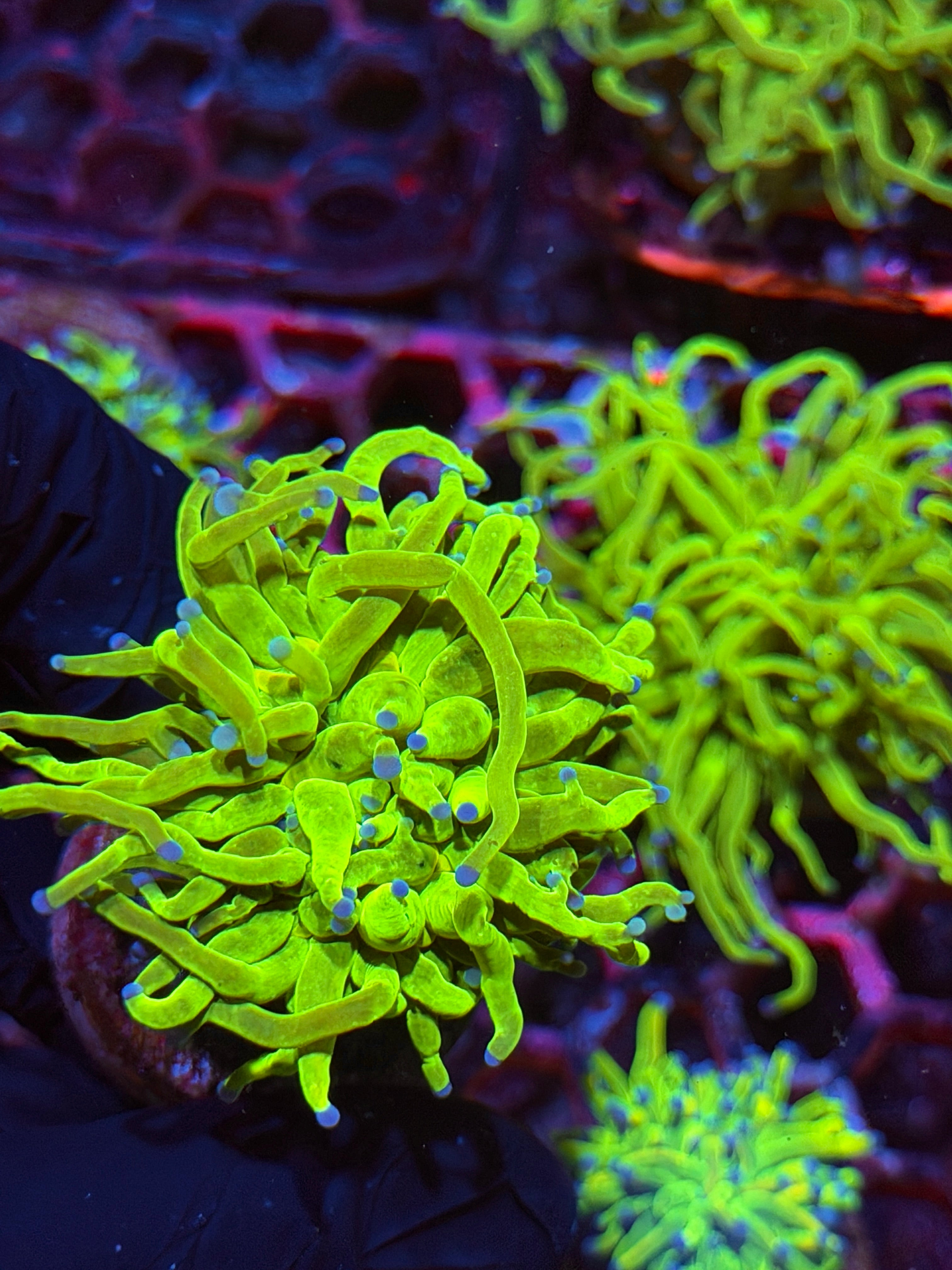 JEA Holy Grail Torch Coral 1 XL Head