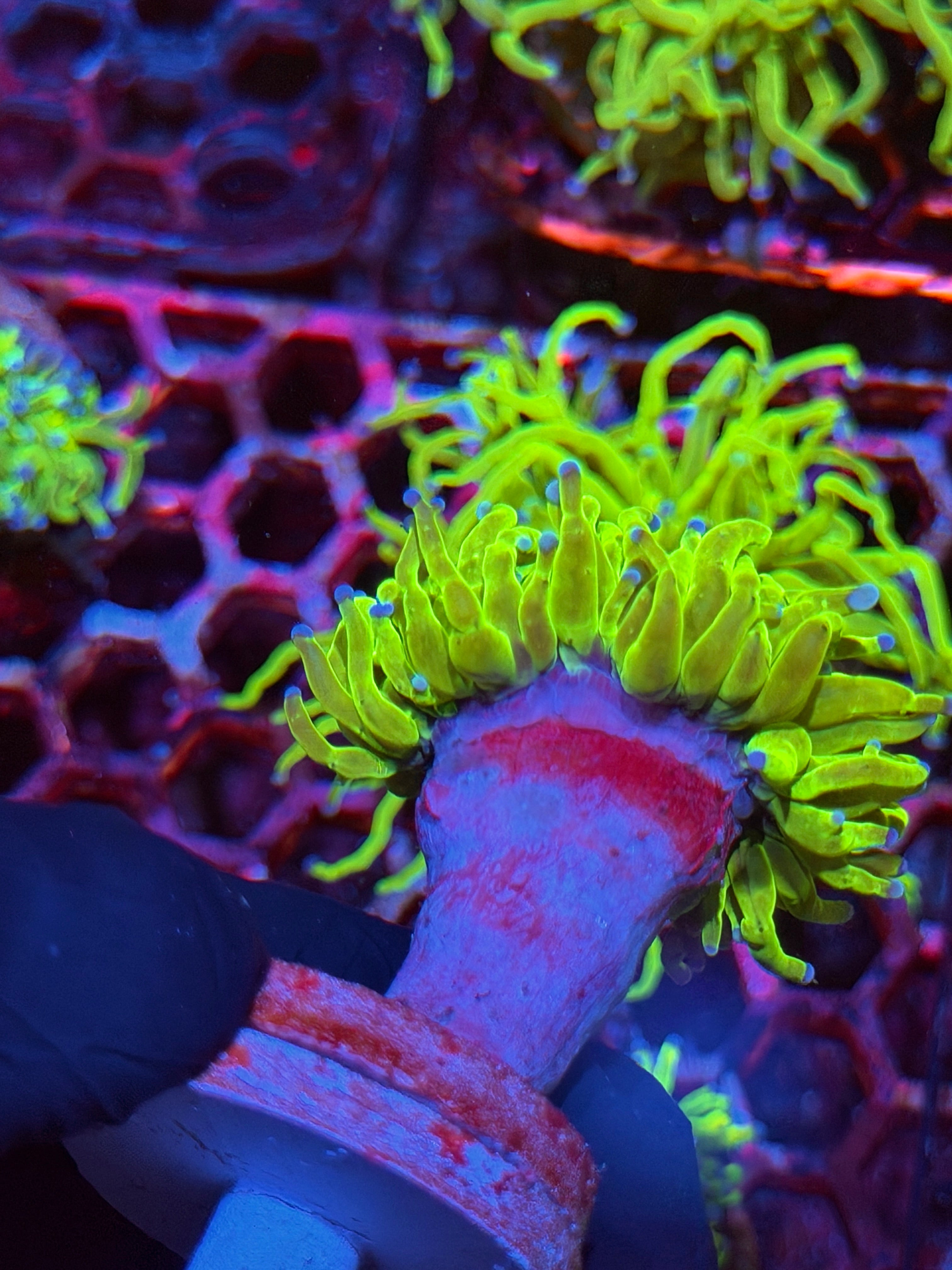 JEA Holy Grail Torch Coral 1 XL Head