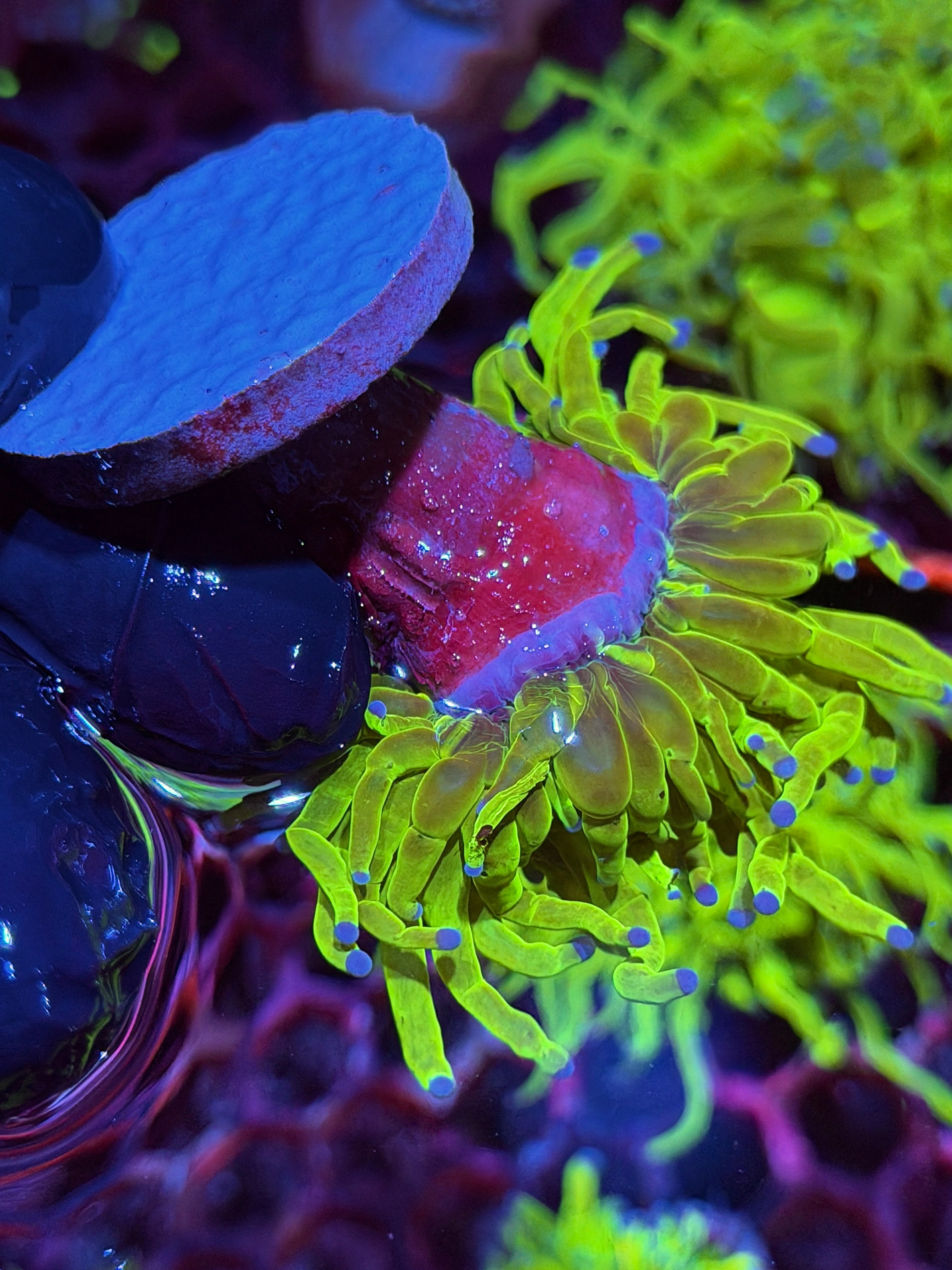 JEA Holy Grail Torch Coral 1 XXXL Head