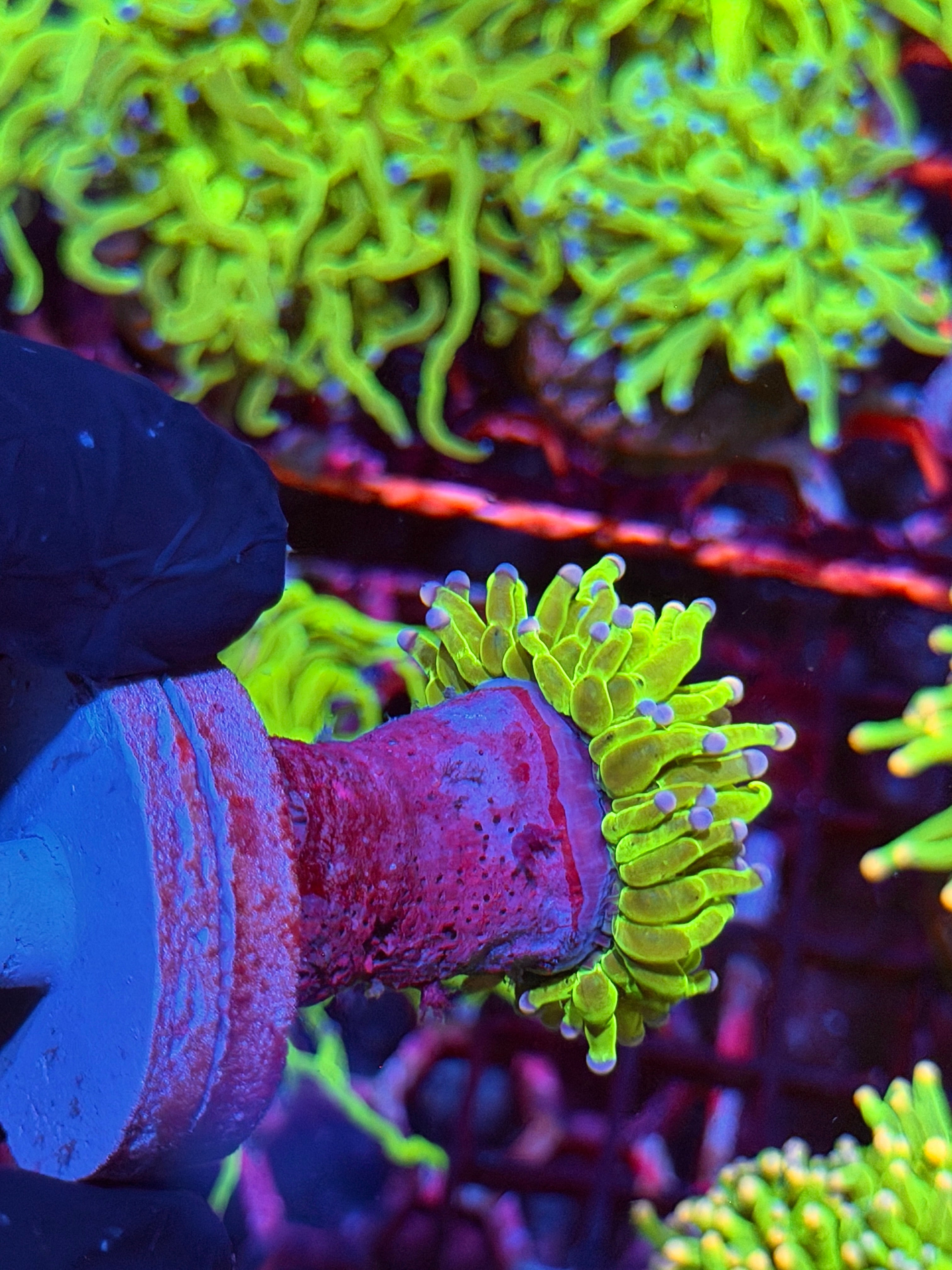 JEA Skittles Holy Grail Torch Coral 1 XL Head