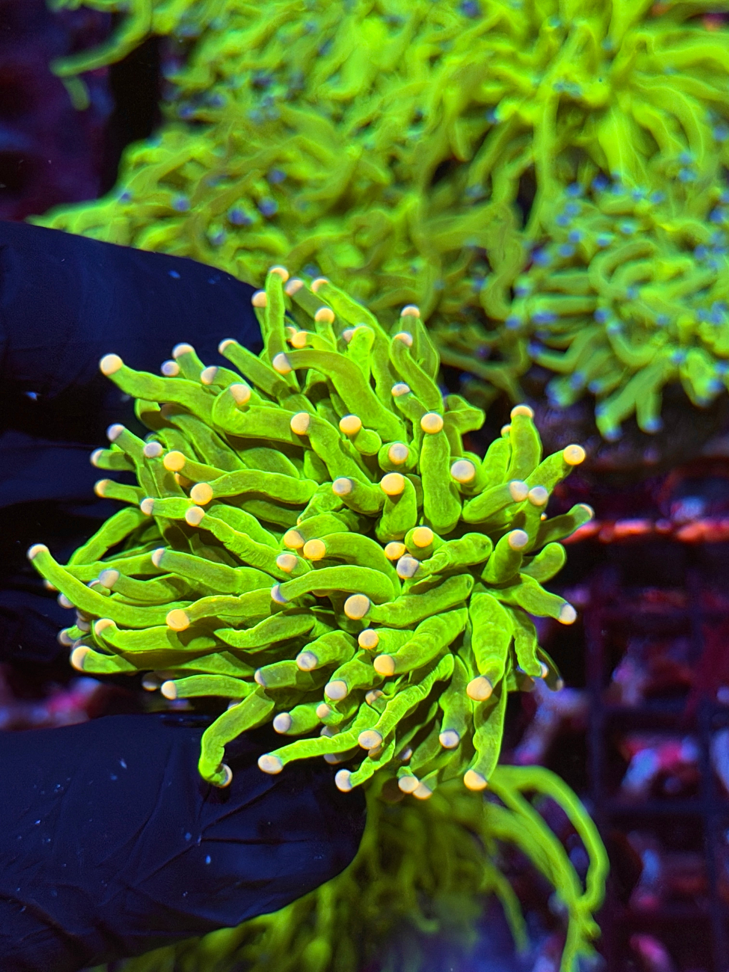 JEA Cotton Candy Holy Grail Torch Coral 1 XL Head