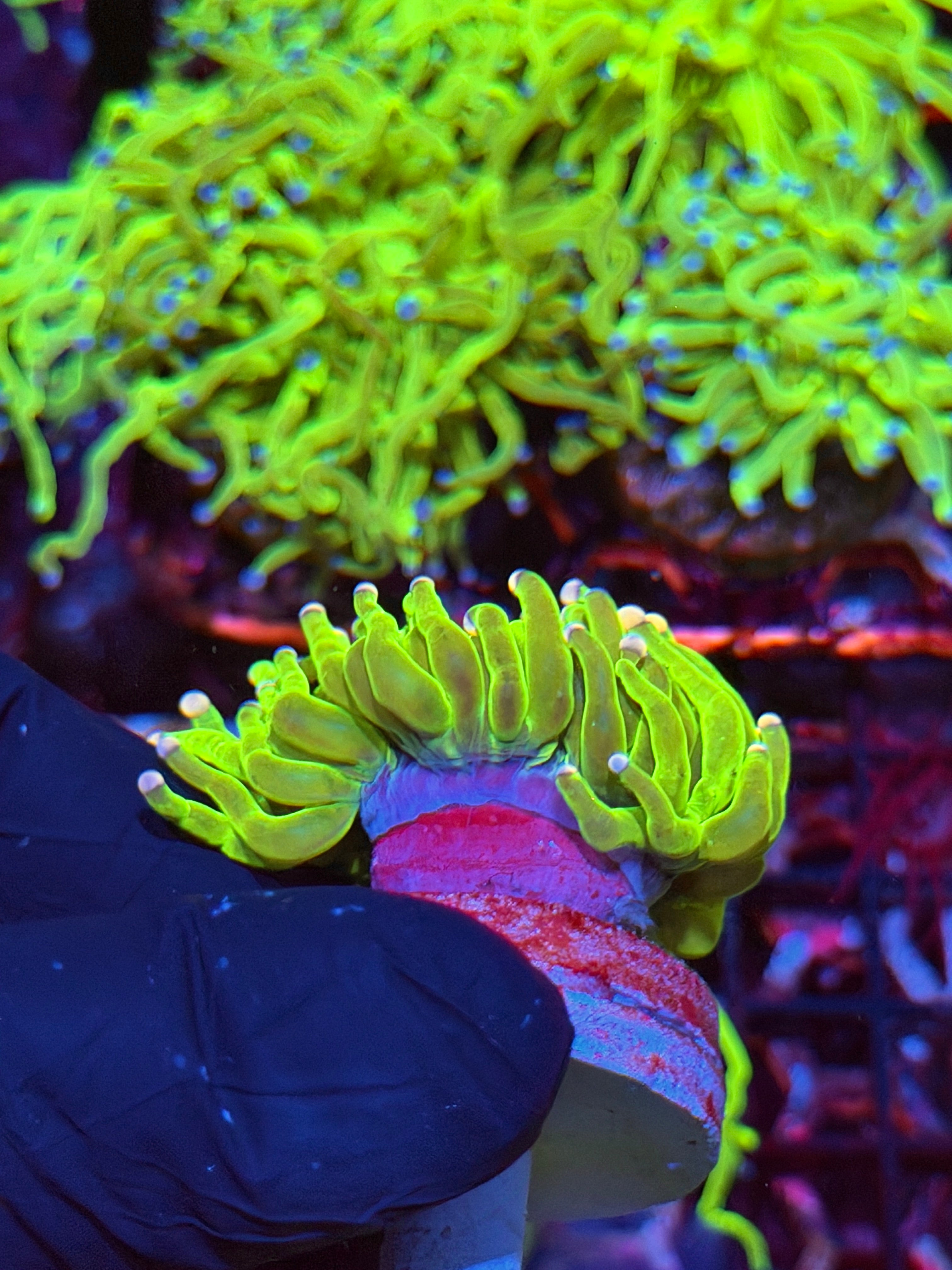 JEA Cotton Candy Holy Grail Torch Coral 1 XL Head