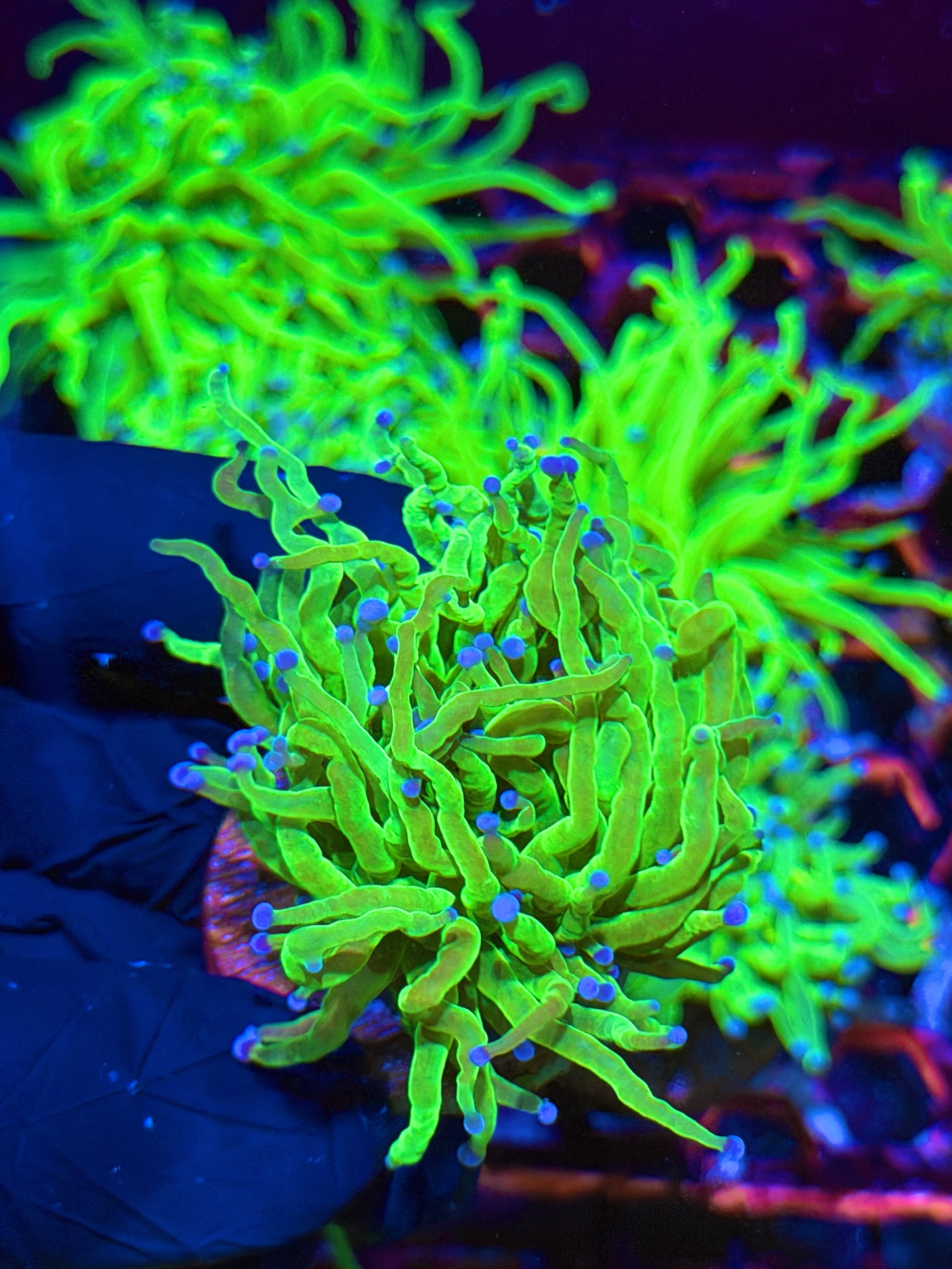 JEA Todds Torch Coral 1 XL Head Splitting