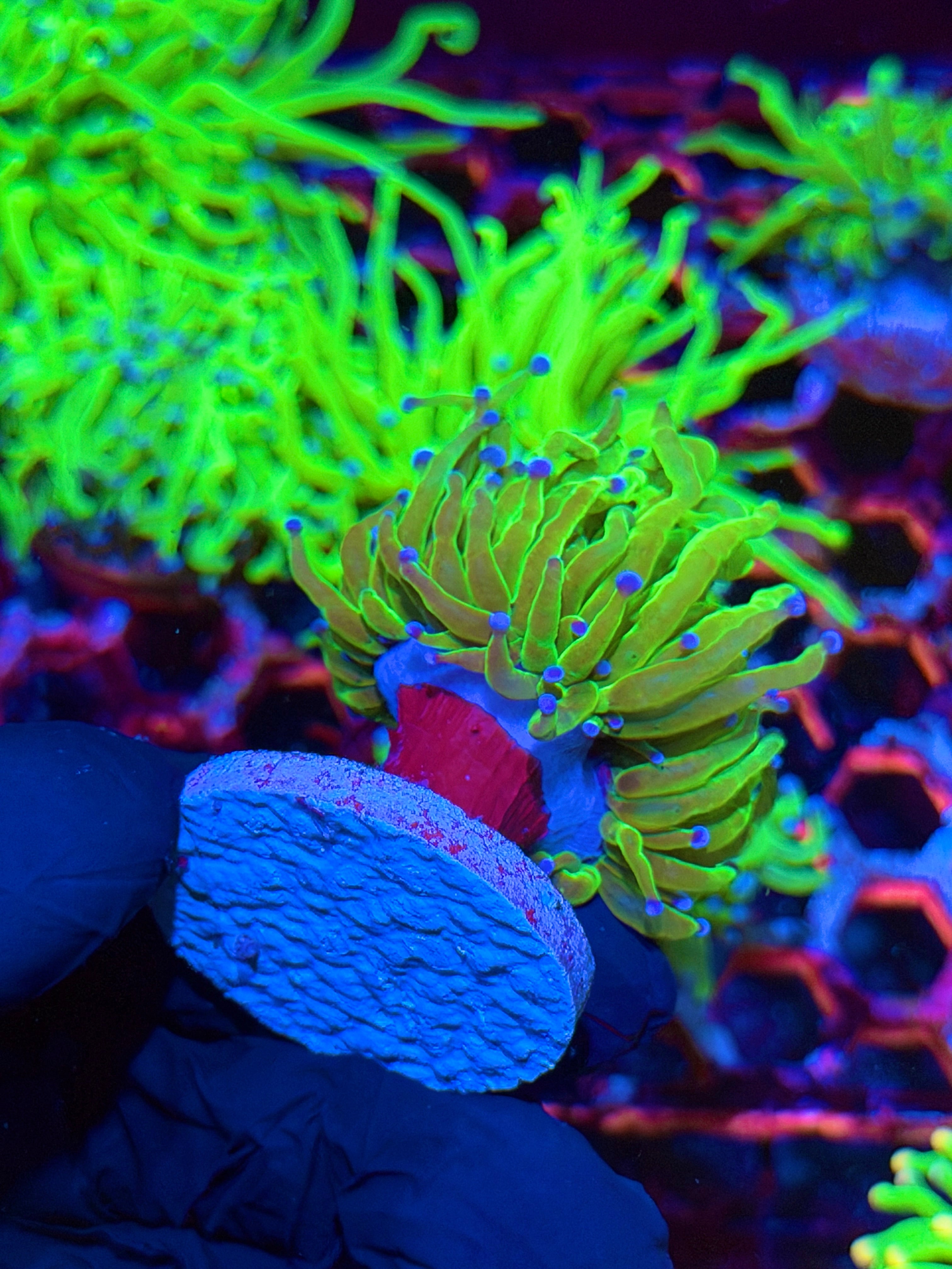 JEA Todds Torch Coral 1 XL Head Splitting
