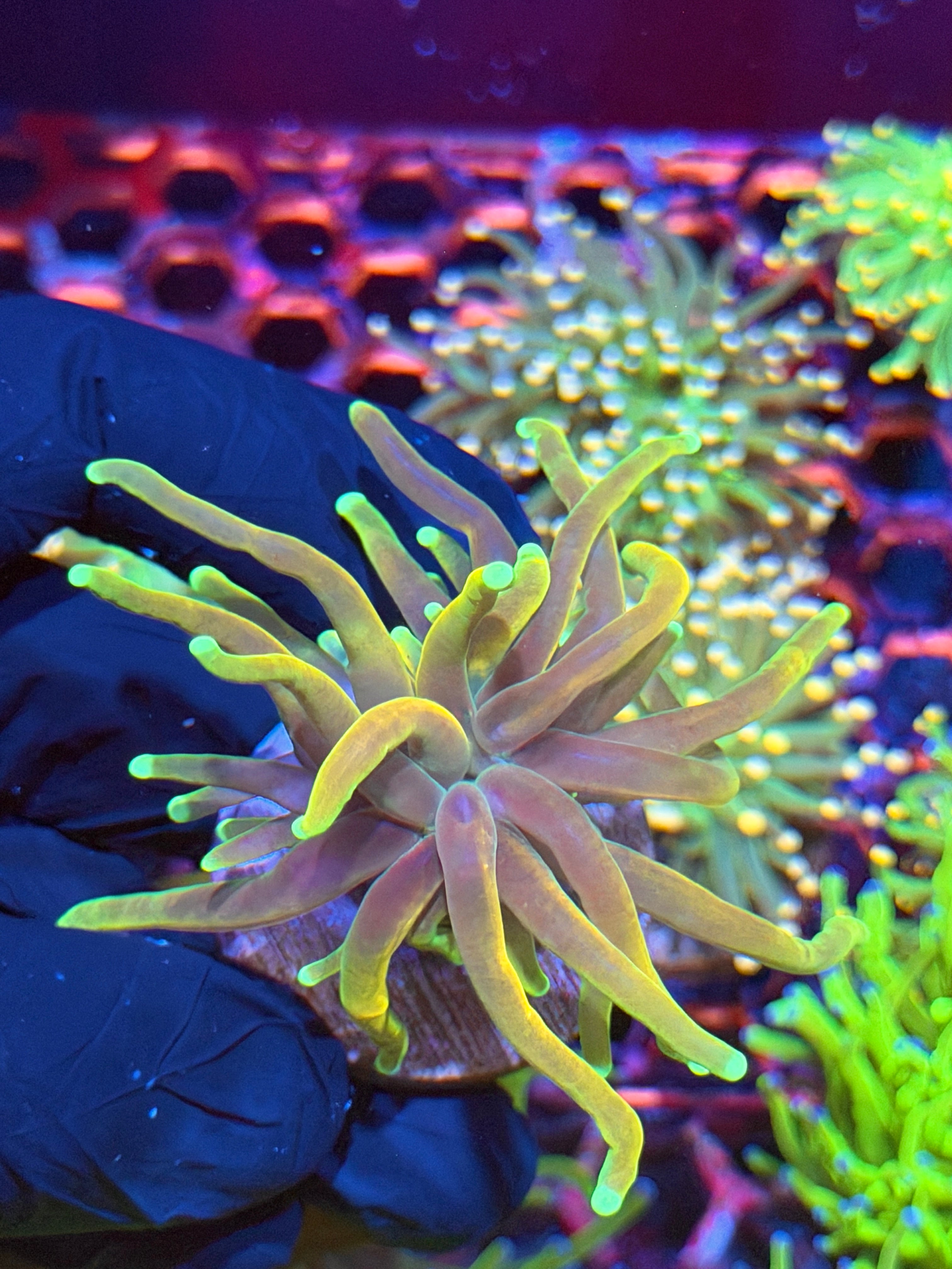 JEA Tiger 2.0 Torch Coral 1 XL Head