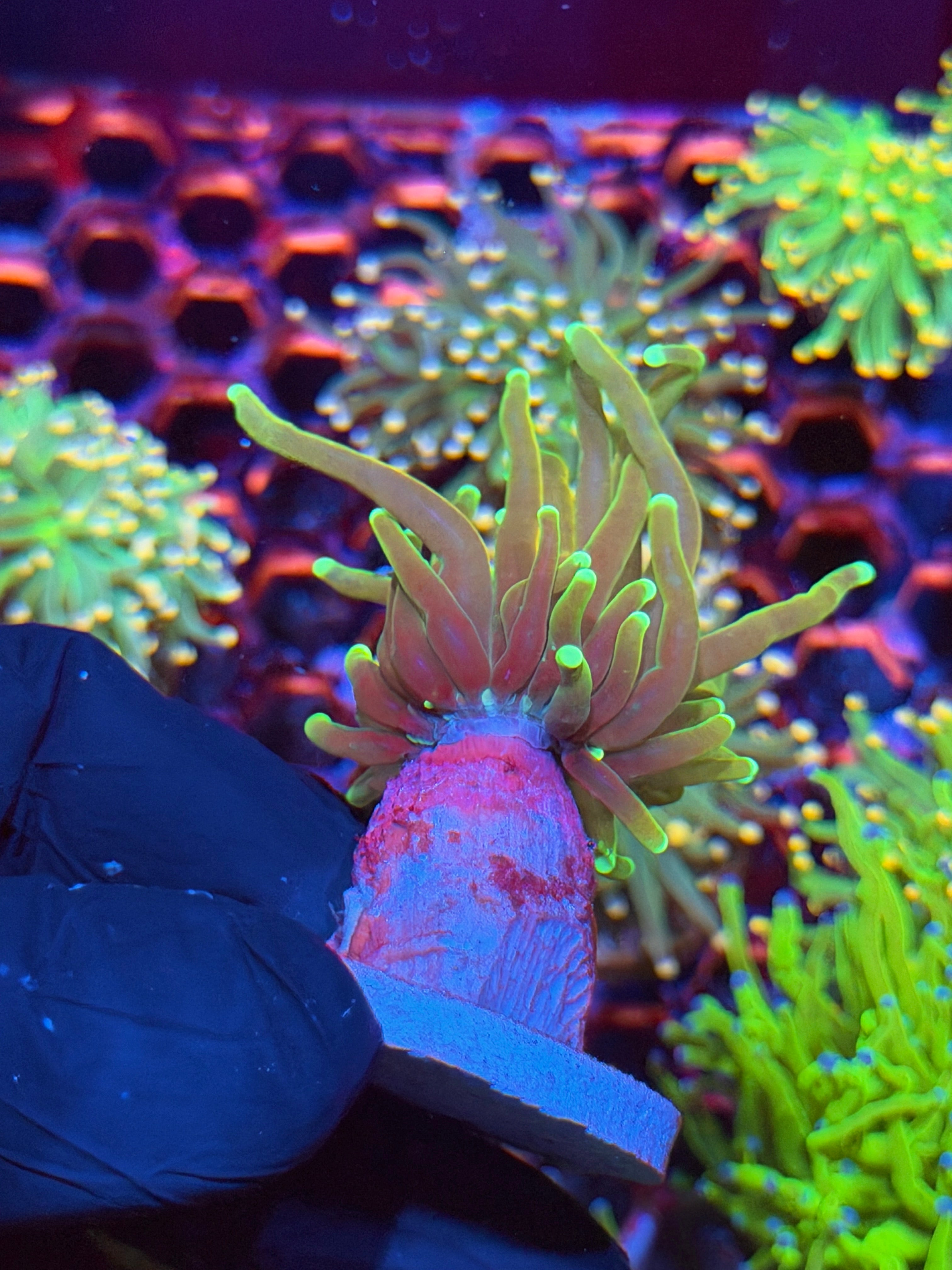 JEA Tiger 2.0 Torch Coral 1 XL Head