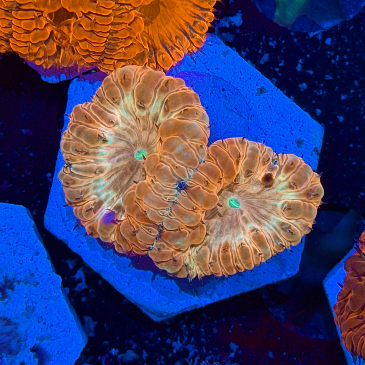 JEA Ironman Blastomussa Coral 2 Heads 9/11