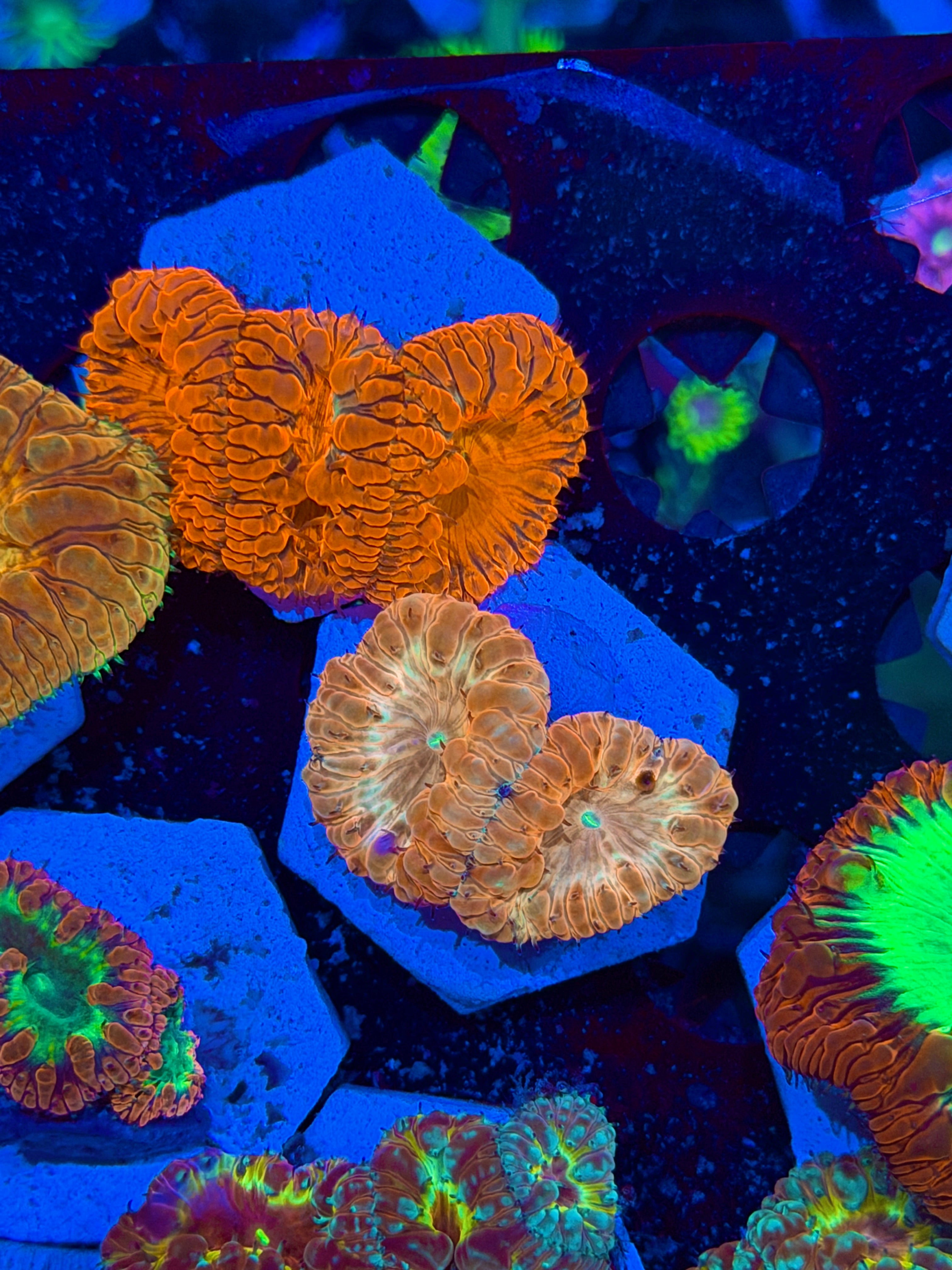 JEA Ironman Blastomussa Coral 2 Heads 9/11