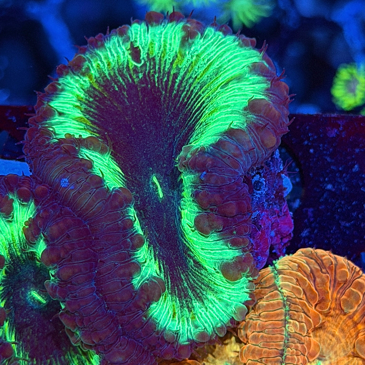 JEA Dark Matter Blastomussa Coral 1 XXXL Head 9/11