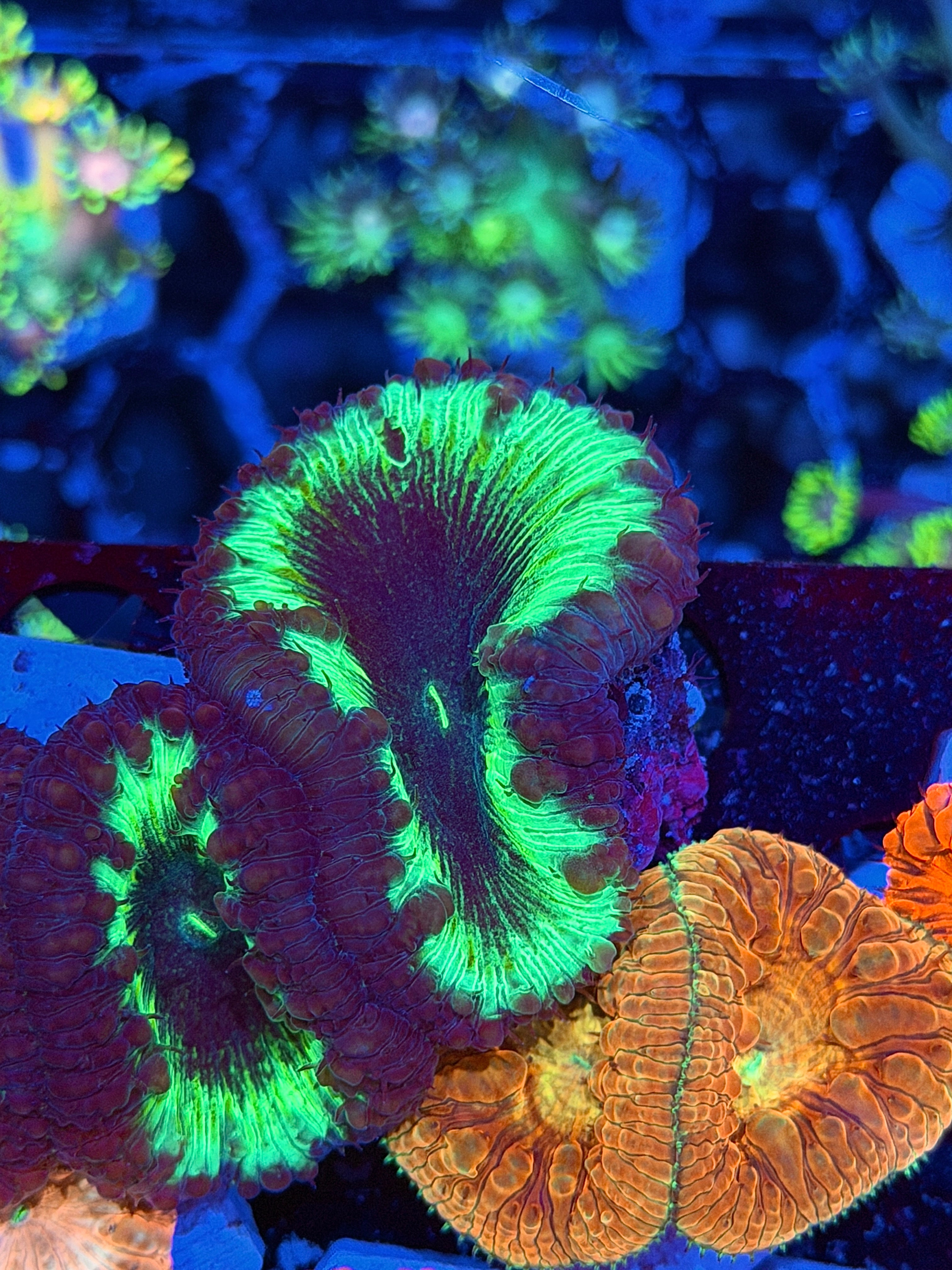 JEA Dark Matter Blastomussa Coral 1 XXXL Head 9/11