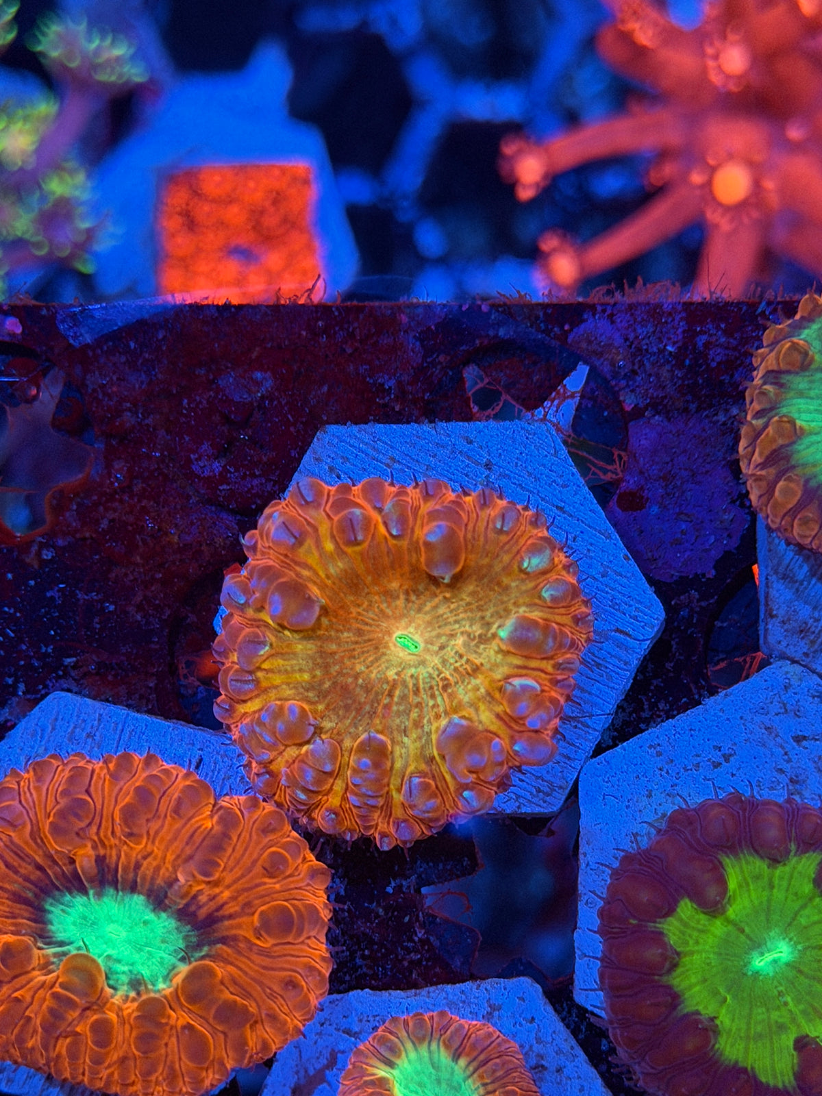 JEA Bushido Blastomussa Coral (Comes from grafted colony) 9/11