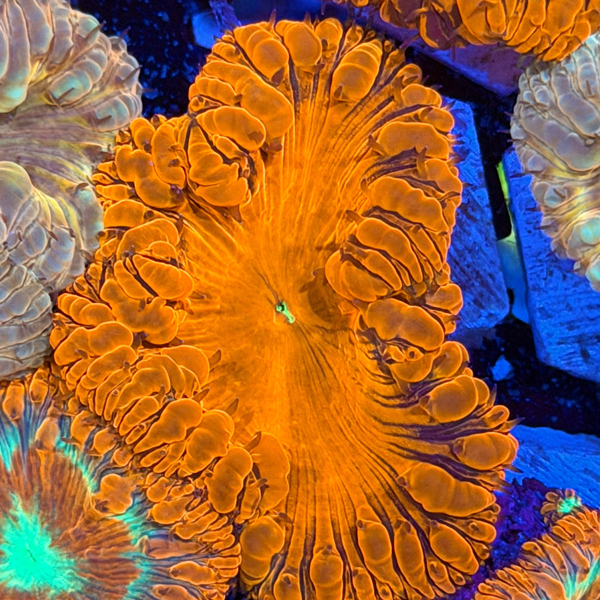 JEA Deathstroke Blastomussa Coral 1 XXXL Head 9/11
