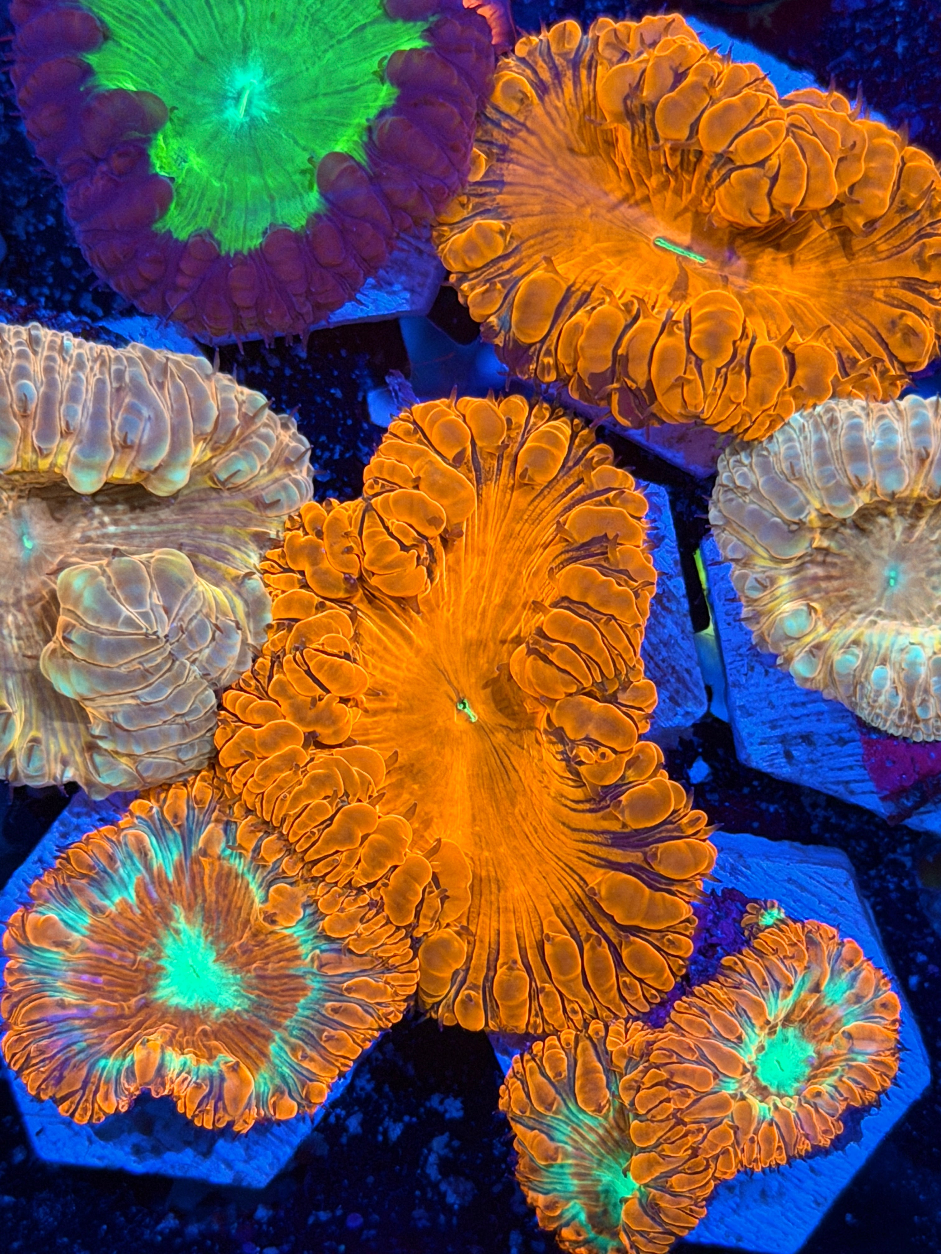 JEA Deathstroke Blastomussa Coral 1 XXXL Head 9/11