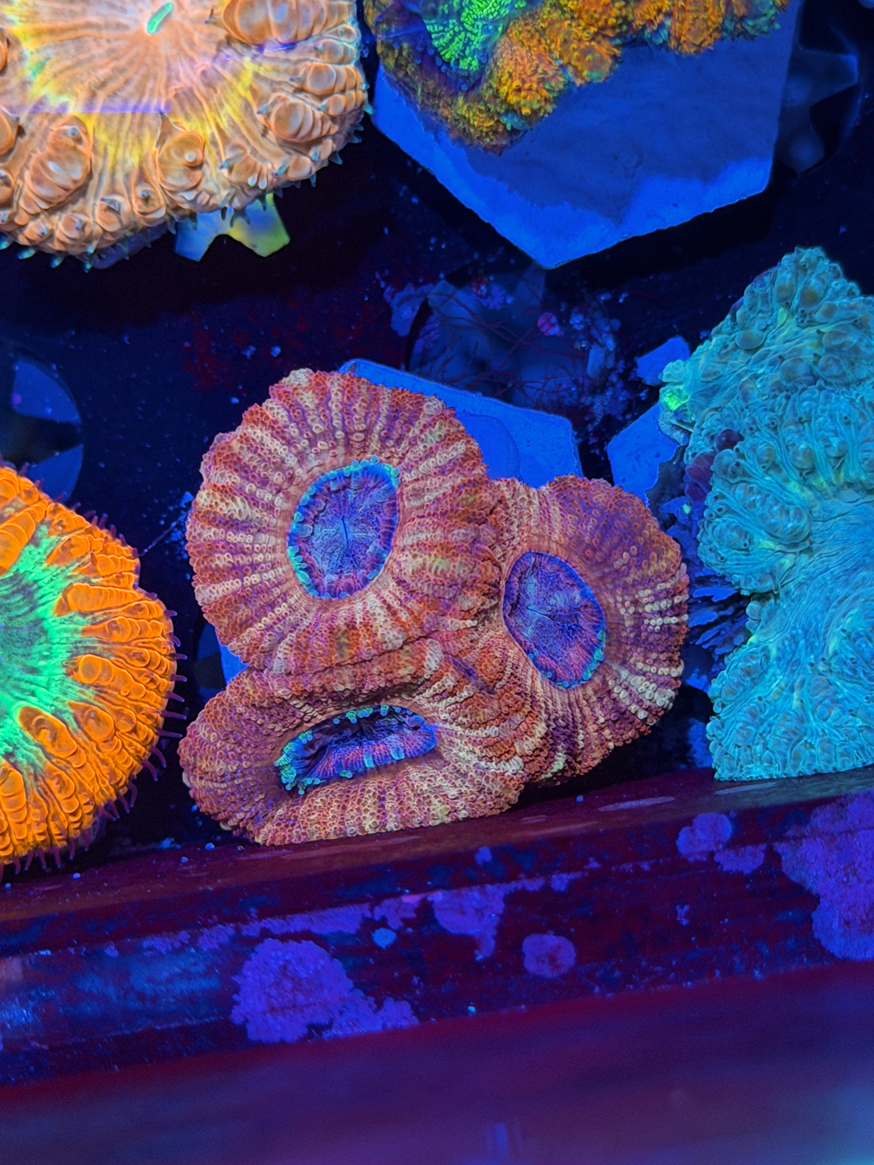 JEA Circus Swirl Asian Acans 3 Heads XL New Release 9/11