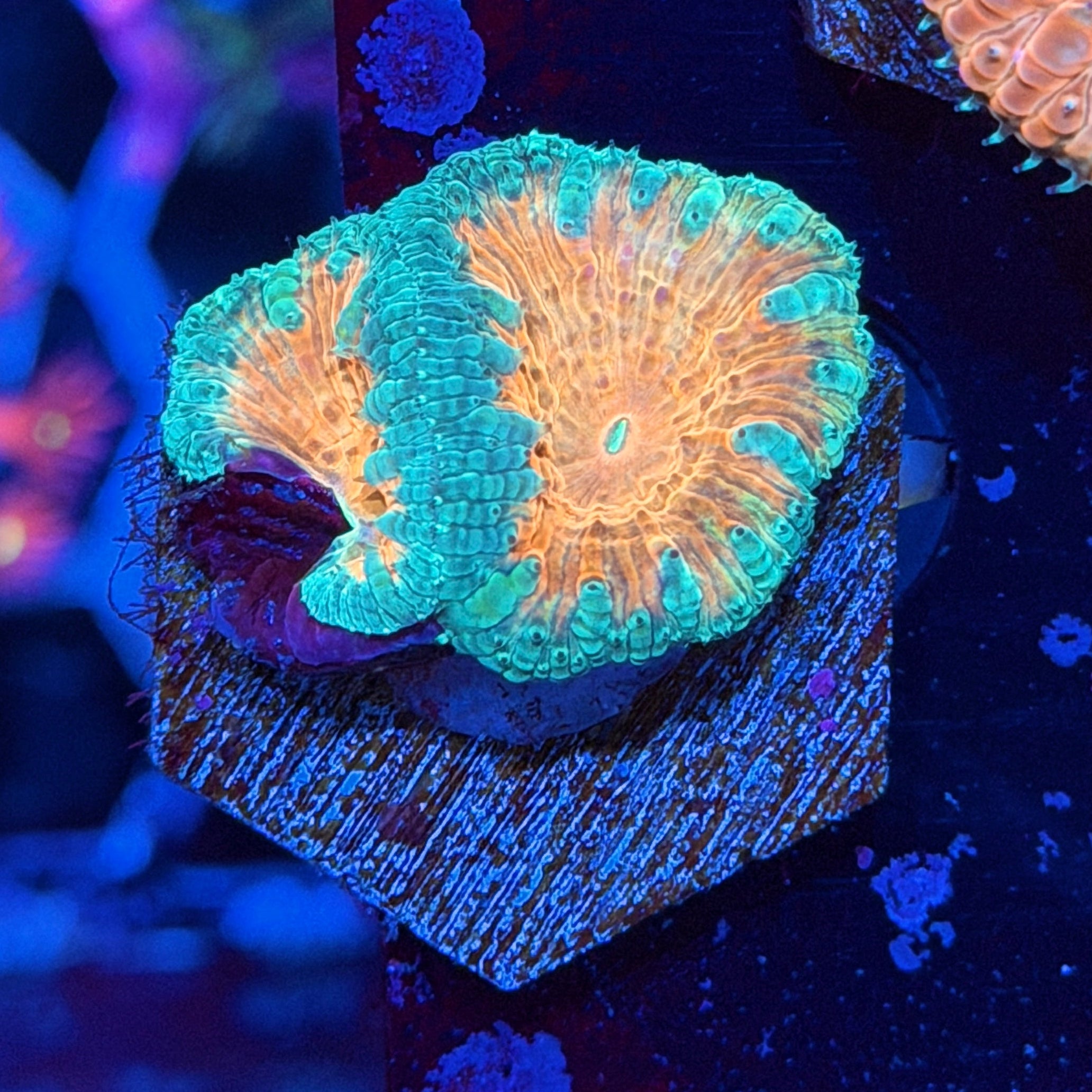 JEA Miami Vice Blastomussa Coral 2 Heads 9/11