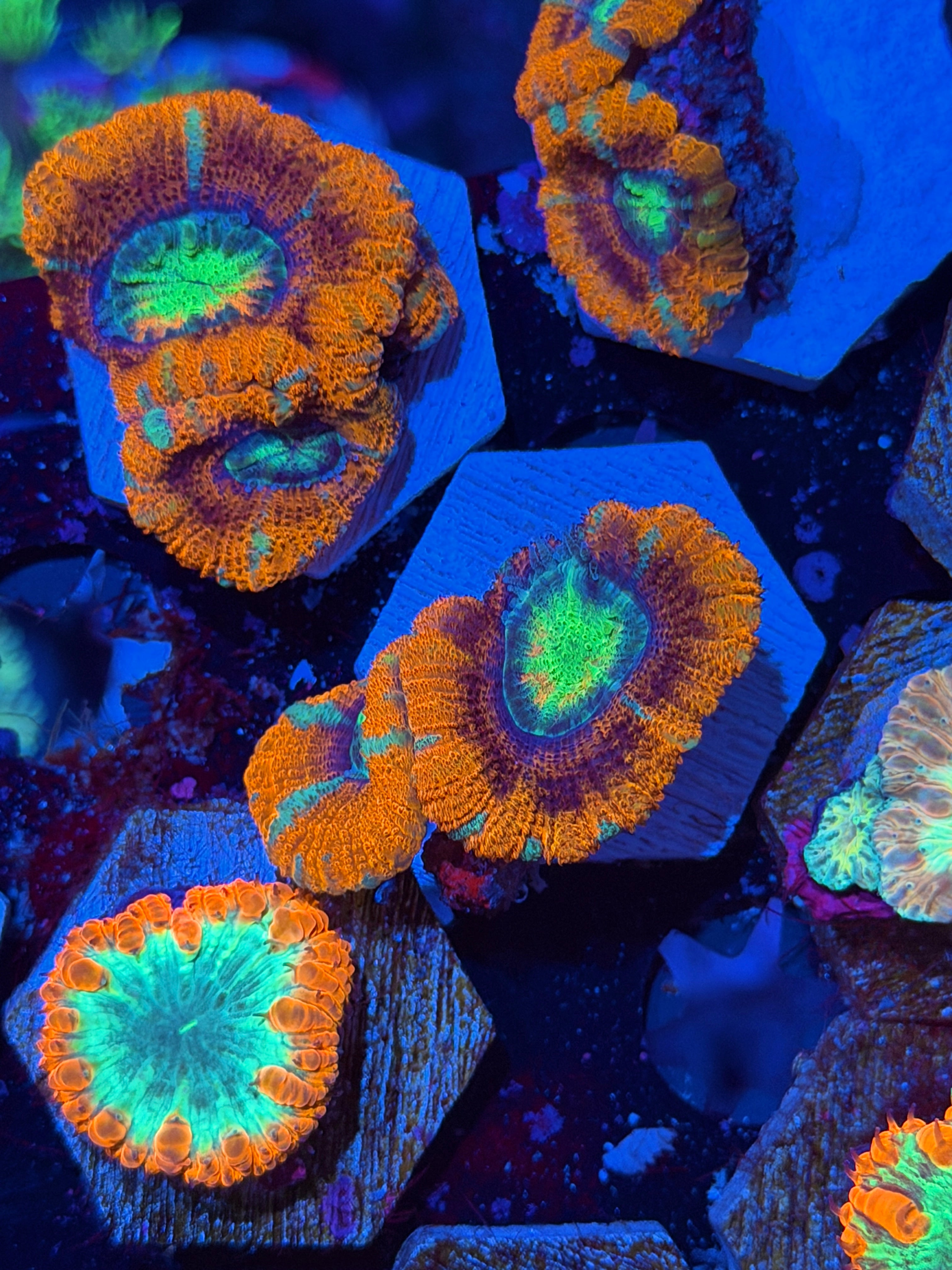JEA Rainbow Solar Beam Asian Acans 2 Heads 9/11