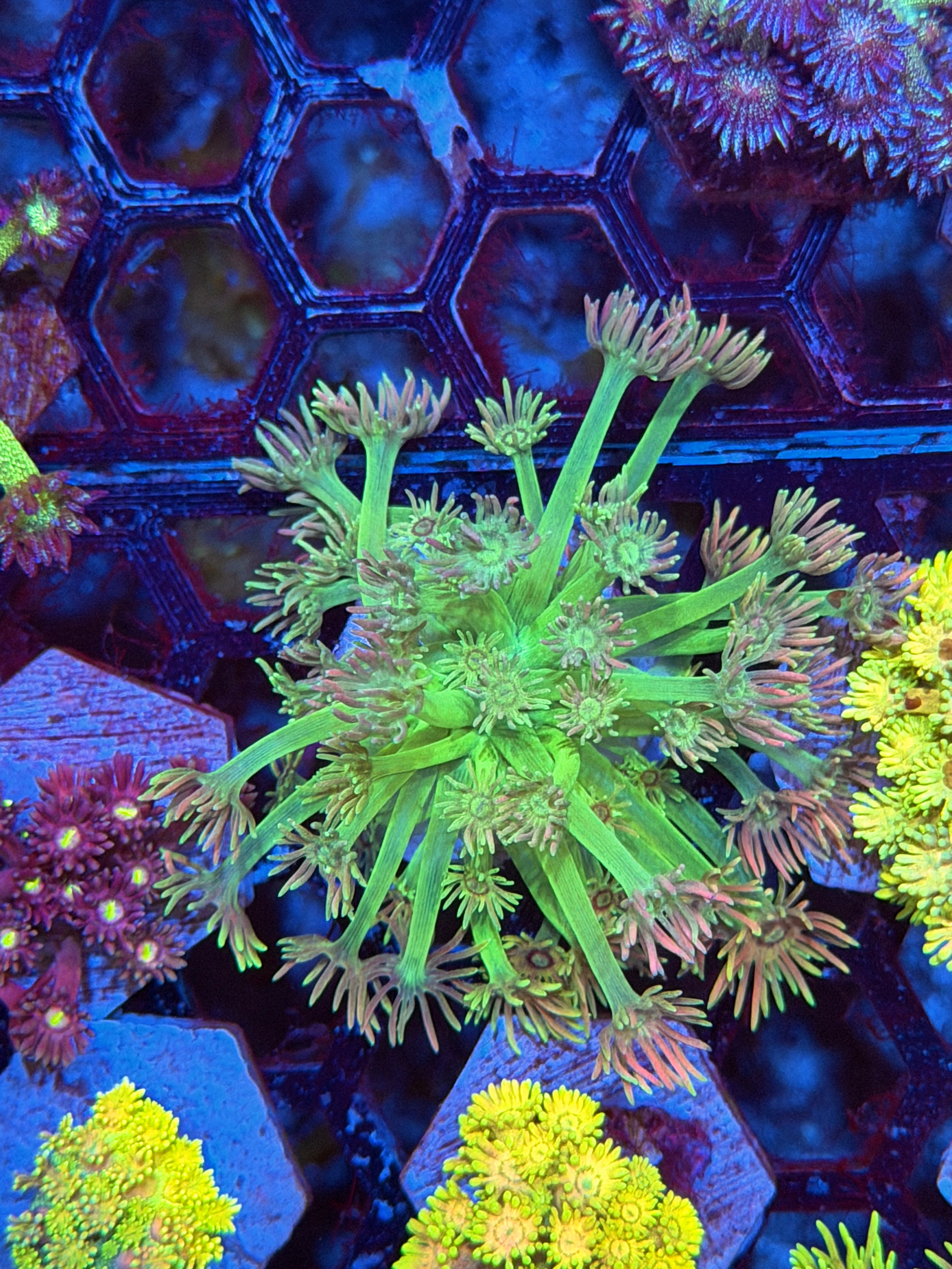 JEA Lex Luthor Goniopora Coral 9/11