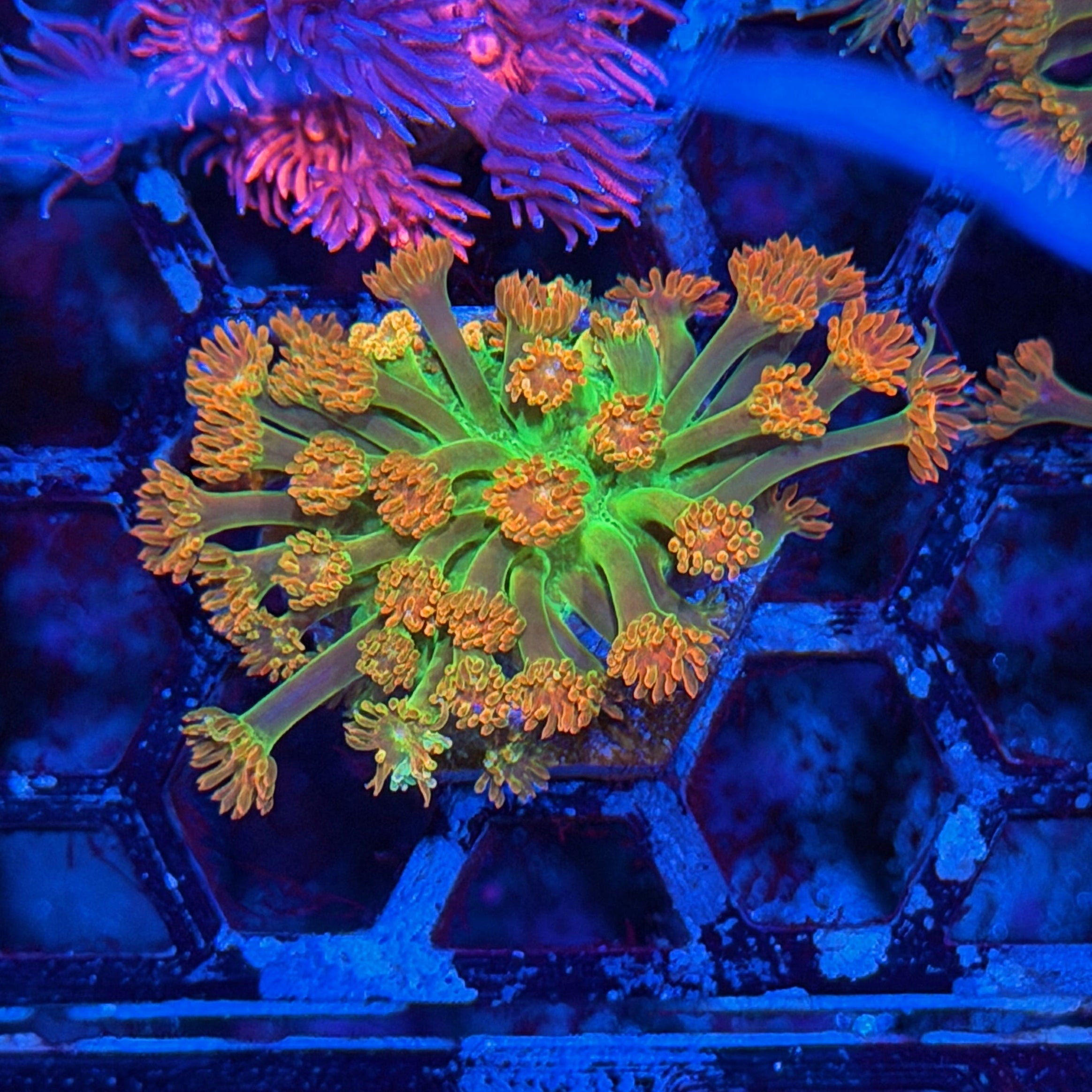 JEA Heatwave Goniopora Coral 9/11