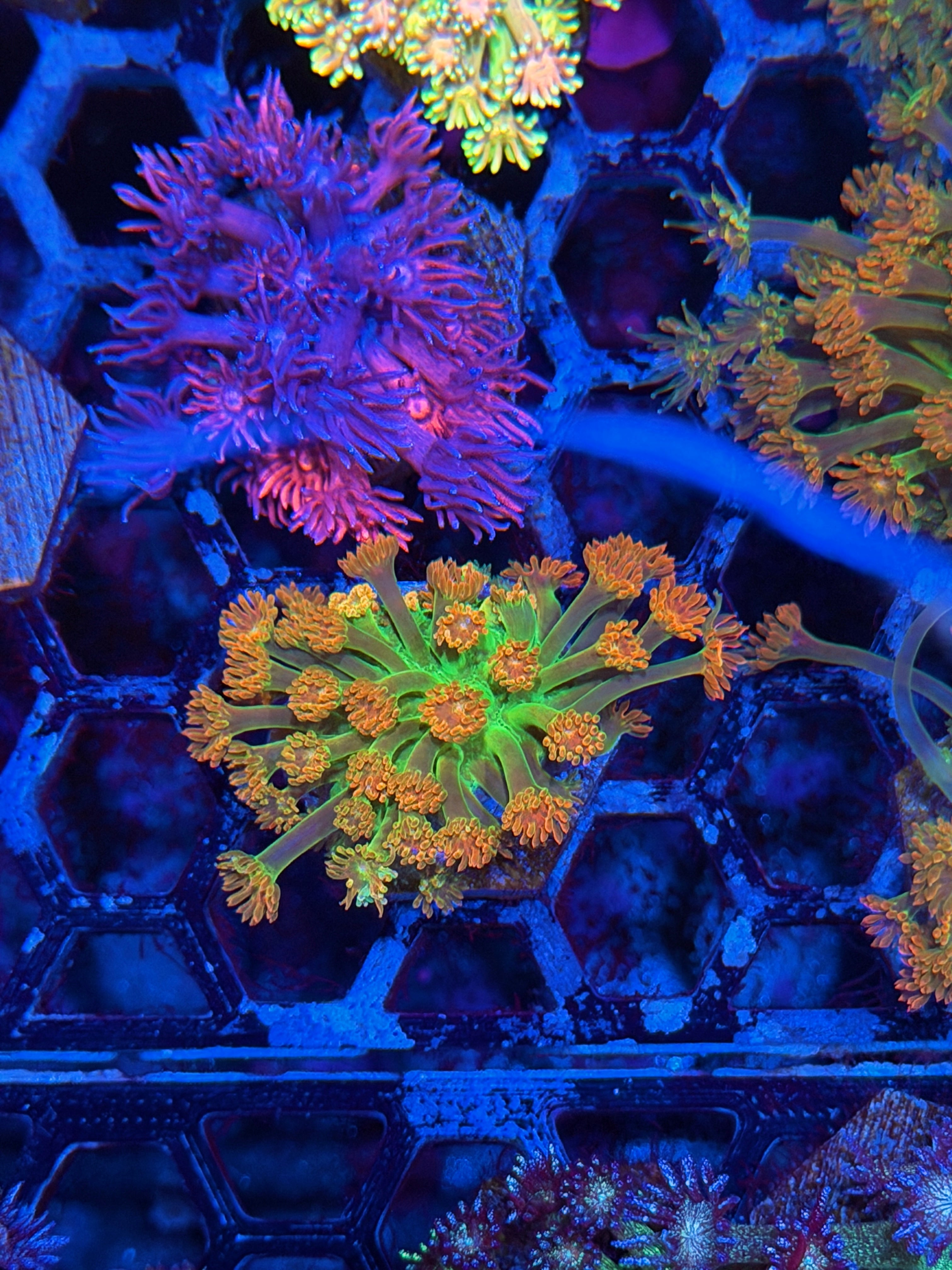 JEA Heatwave Goniopora Coral 9/11