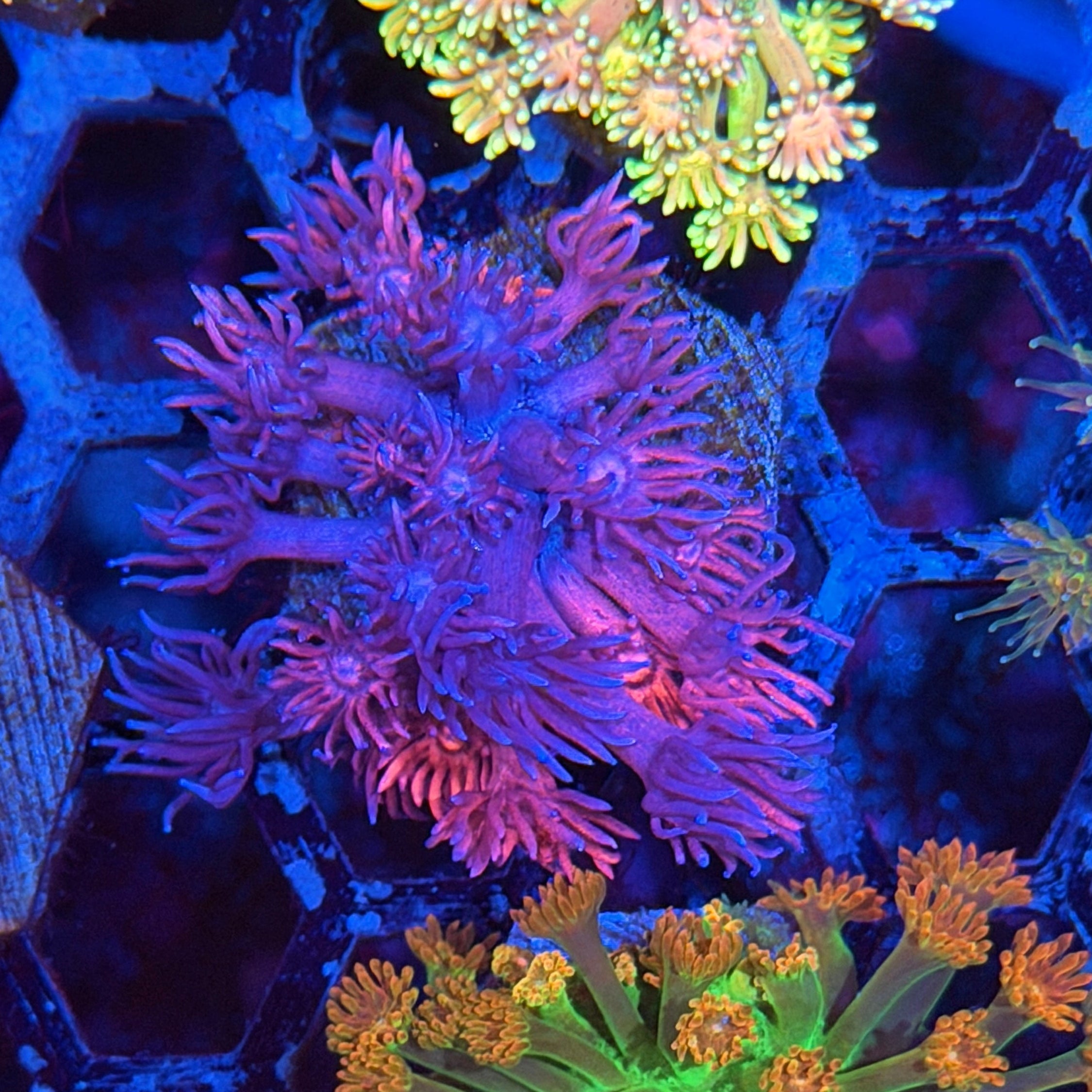 JEA Chimera Goniopora Coral Grafted Last Frag Available 9/11