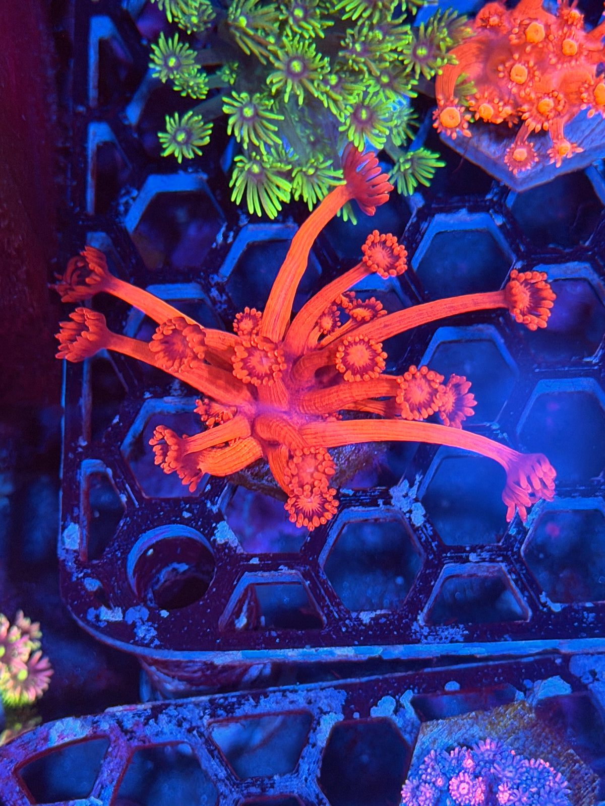 JEA Red Devil Goniopora Coral XL 9/11