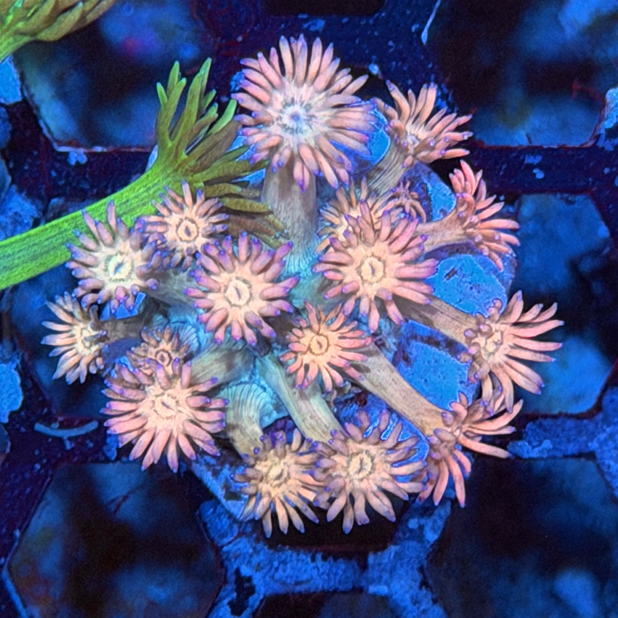 JEA Phantom Force Goniopora Coral 9/11