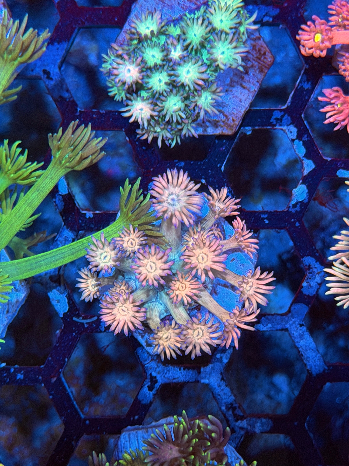 JEA Phantom Force Goniopora Coral 9/11