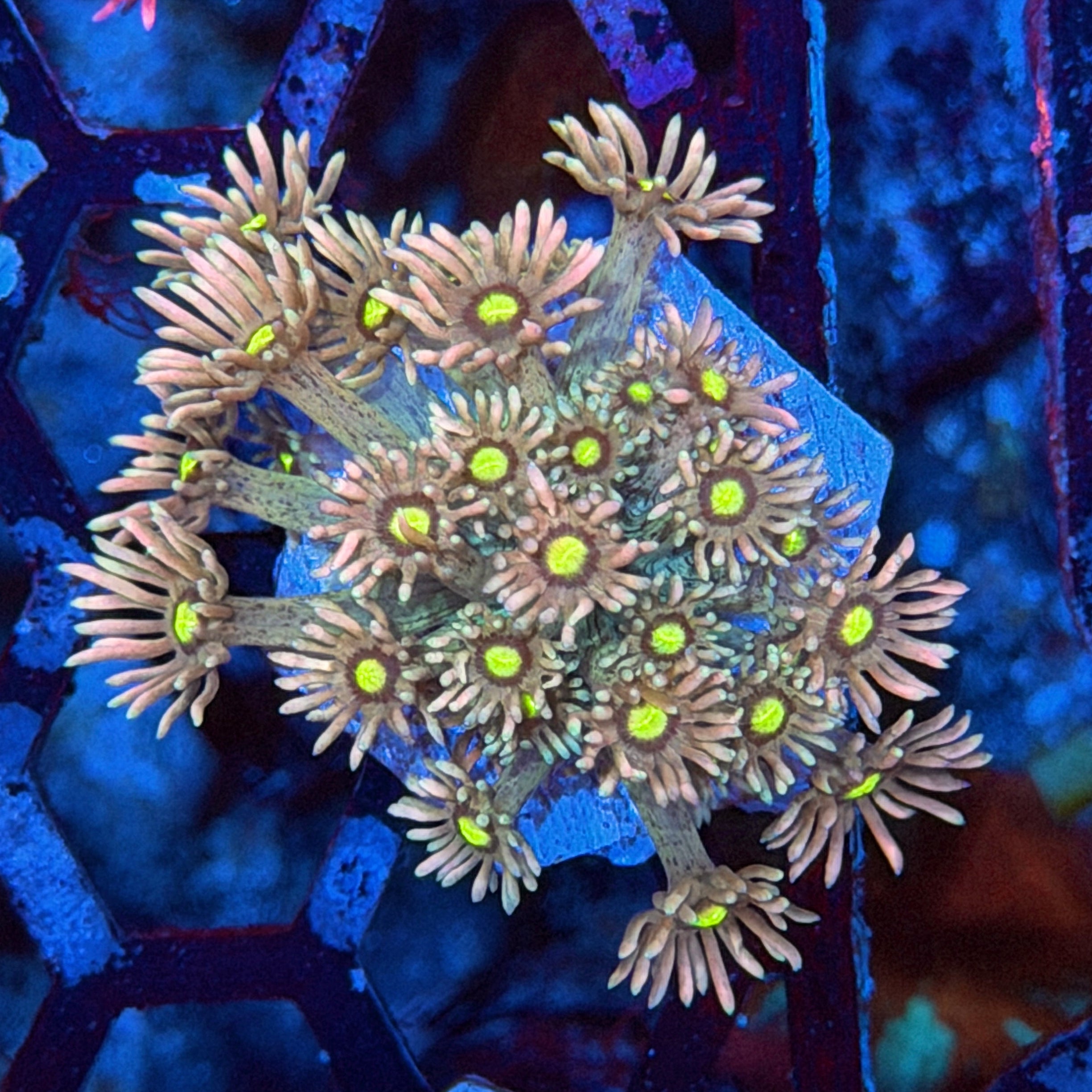 JEA Fairy Dust Goniopora Coral New Release 9/11