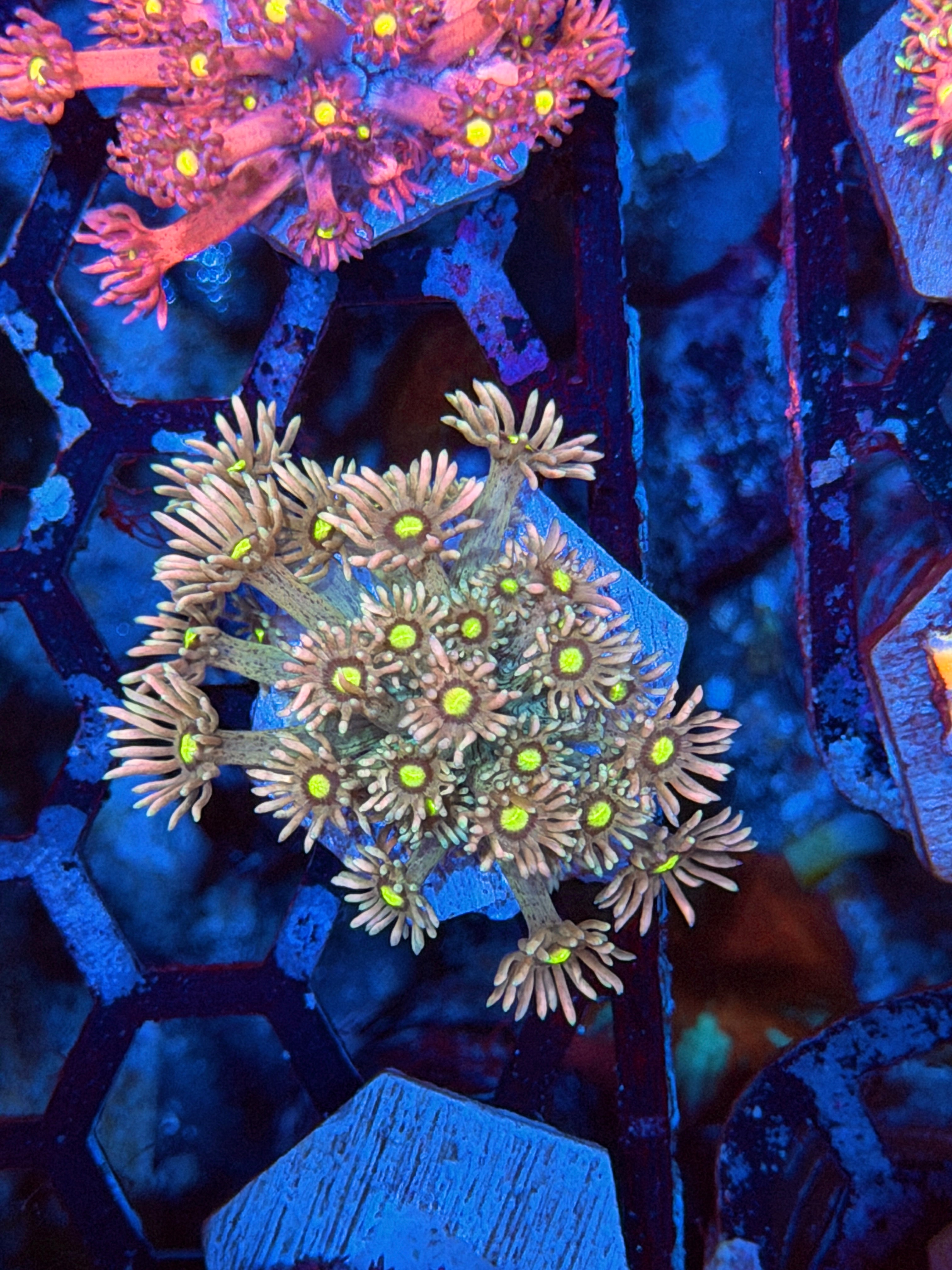 JEA Fairy Dust Goniopora Coral New Release 9/11