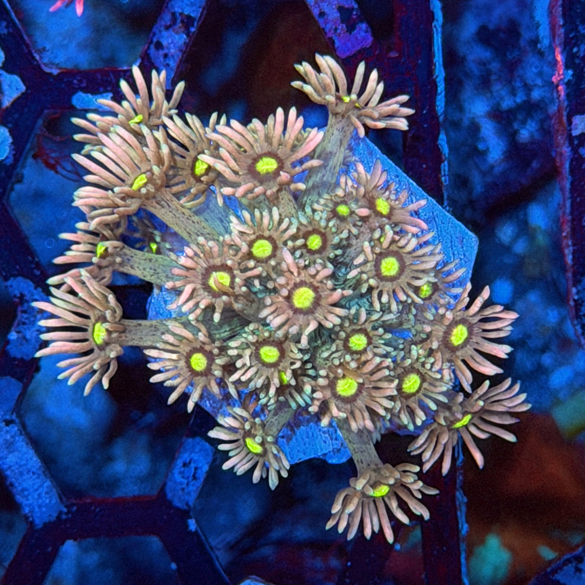 Jay's Exotic Corals