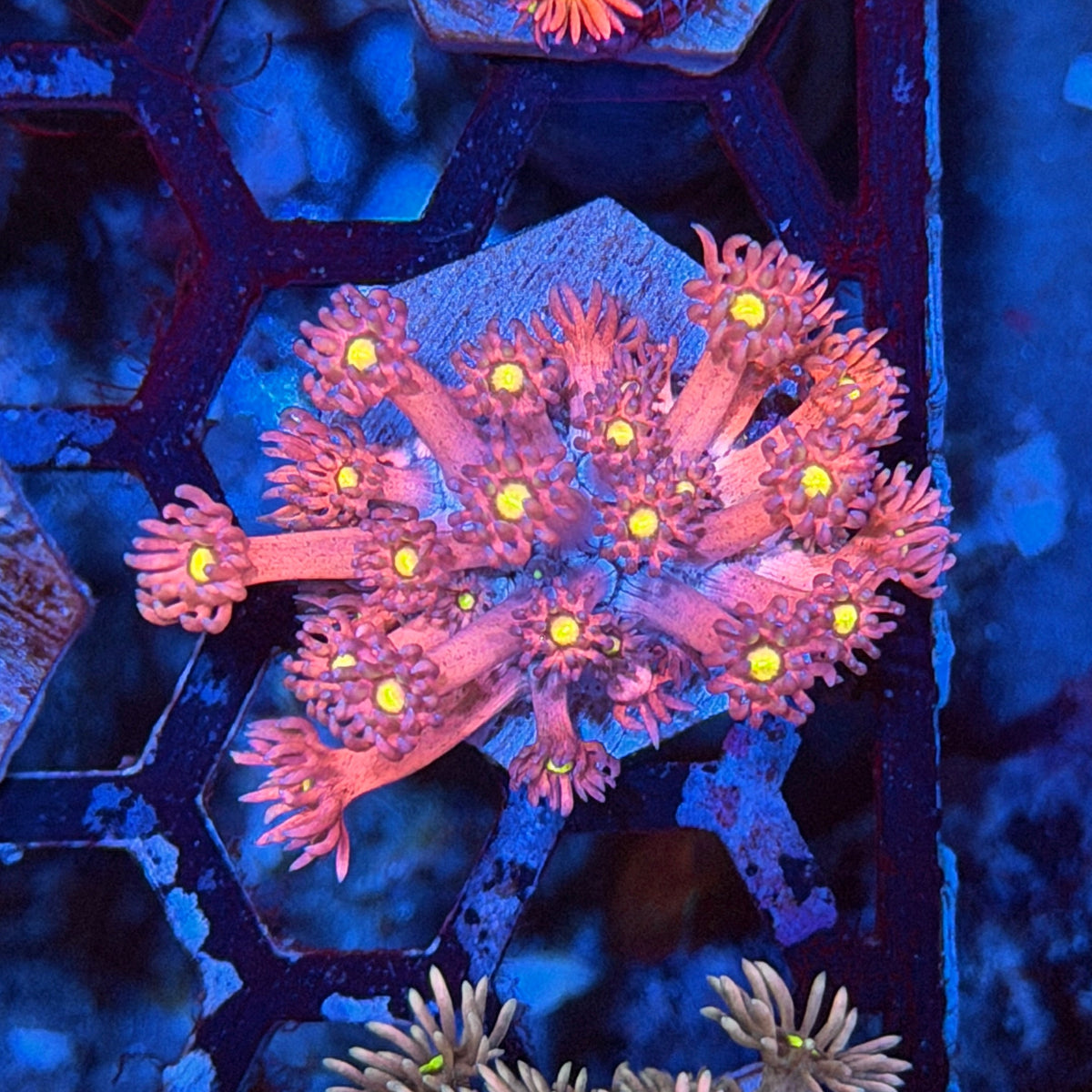 JEA Dragonfruit Goniopora Coral 9/11