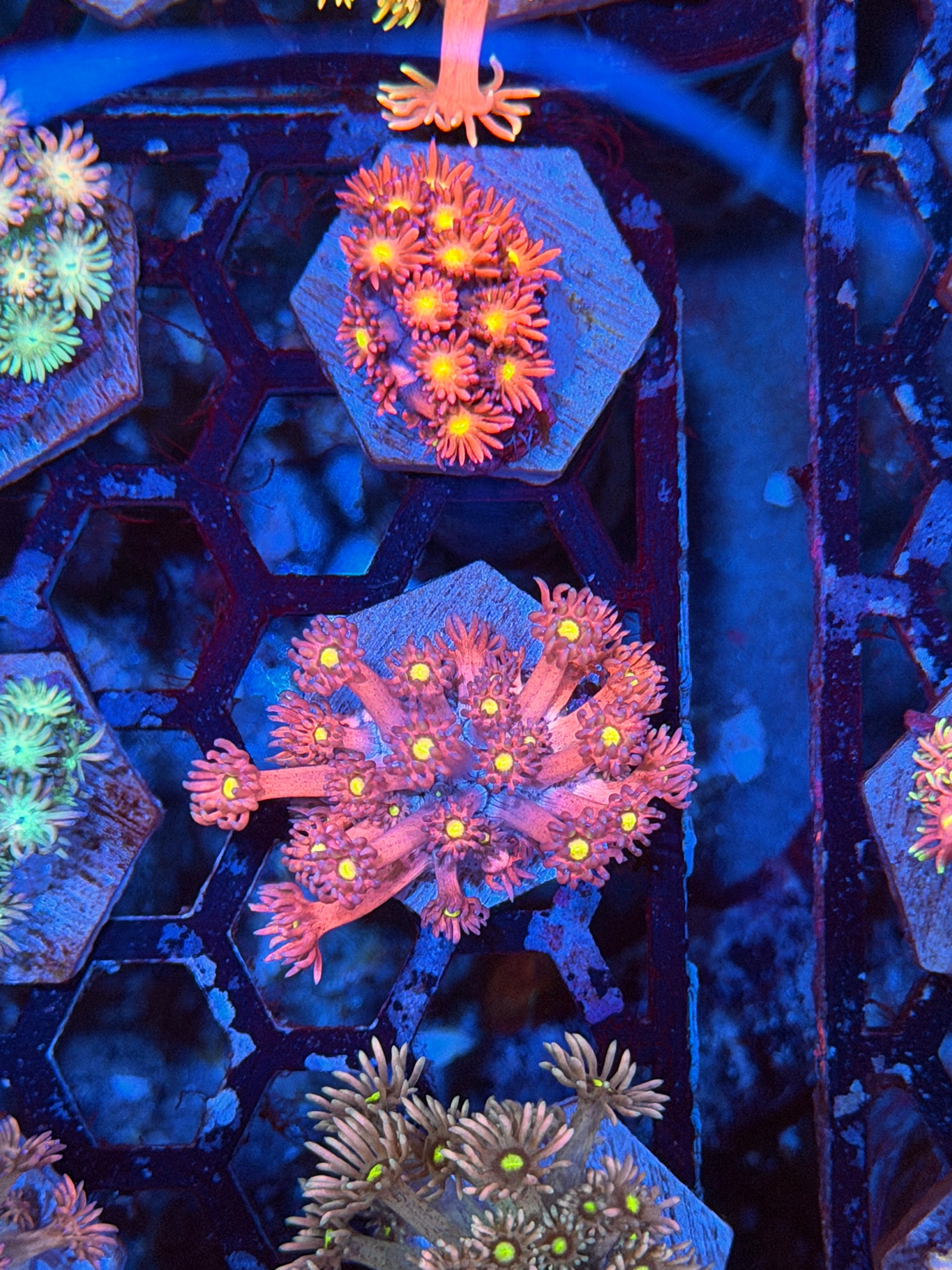 JEA Dragonfruit Goniopora Coral 9/11