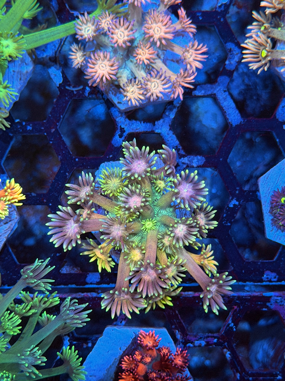 JEA Sour Belts Goniopora Coral New Release 9/11