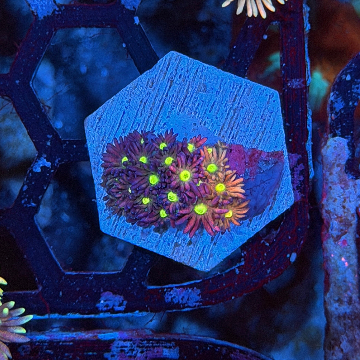 JEA Rainbow Unicorn Goniopora Coral *Only Frag Available* 9/11