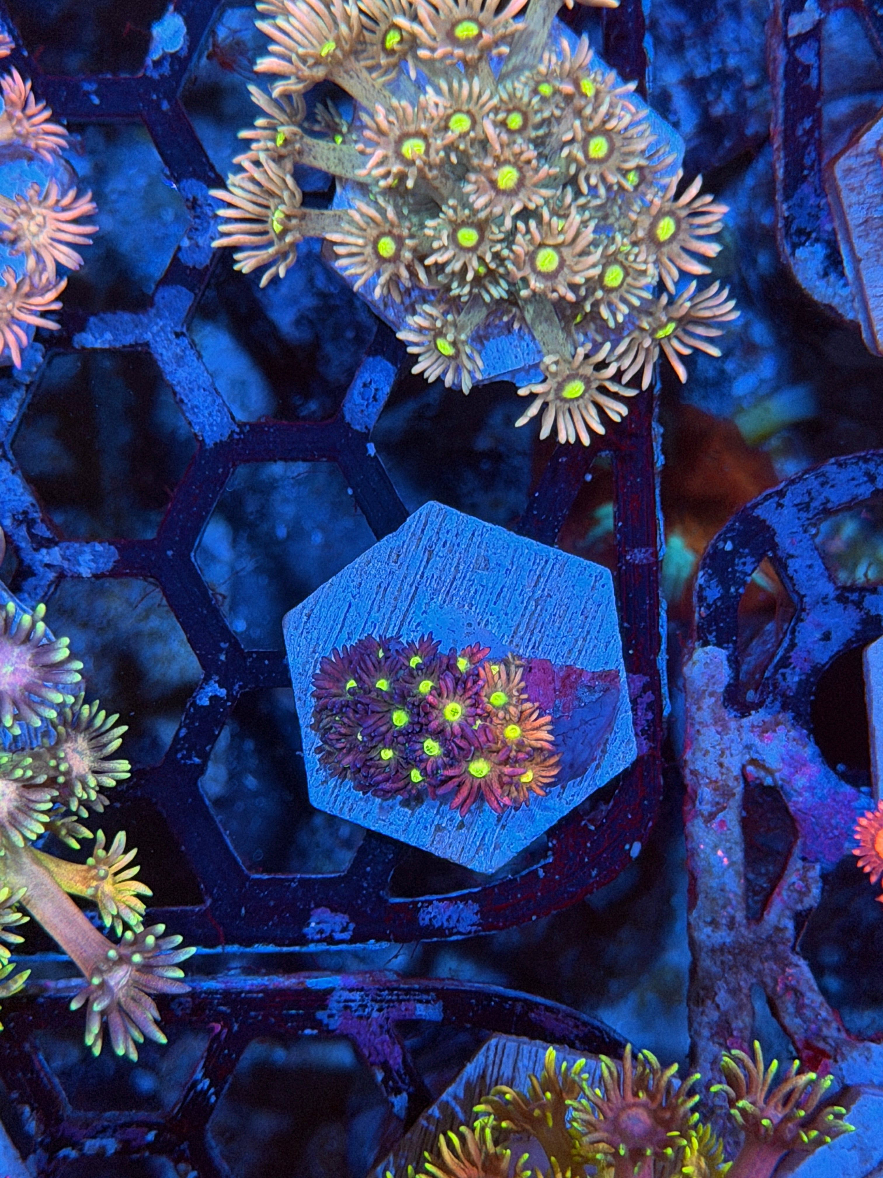 JEA Rainbow Unicorn Goniopora Coral *Only Frag Available* 9/11