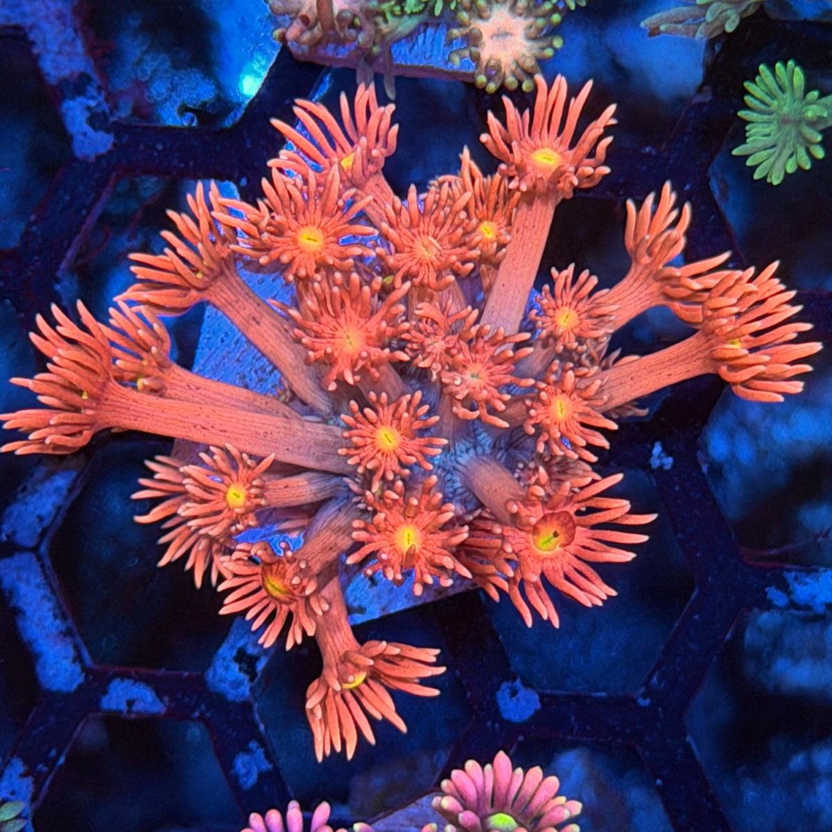 JEA Solar Flare Goniopora Coral 9/11