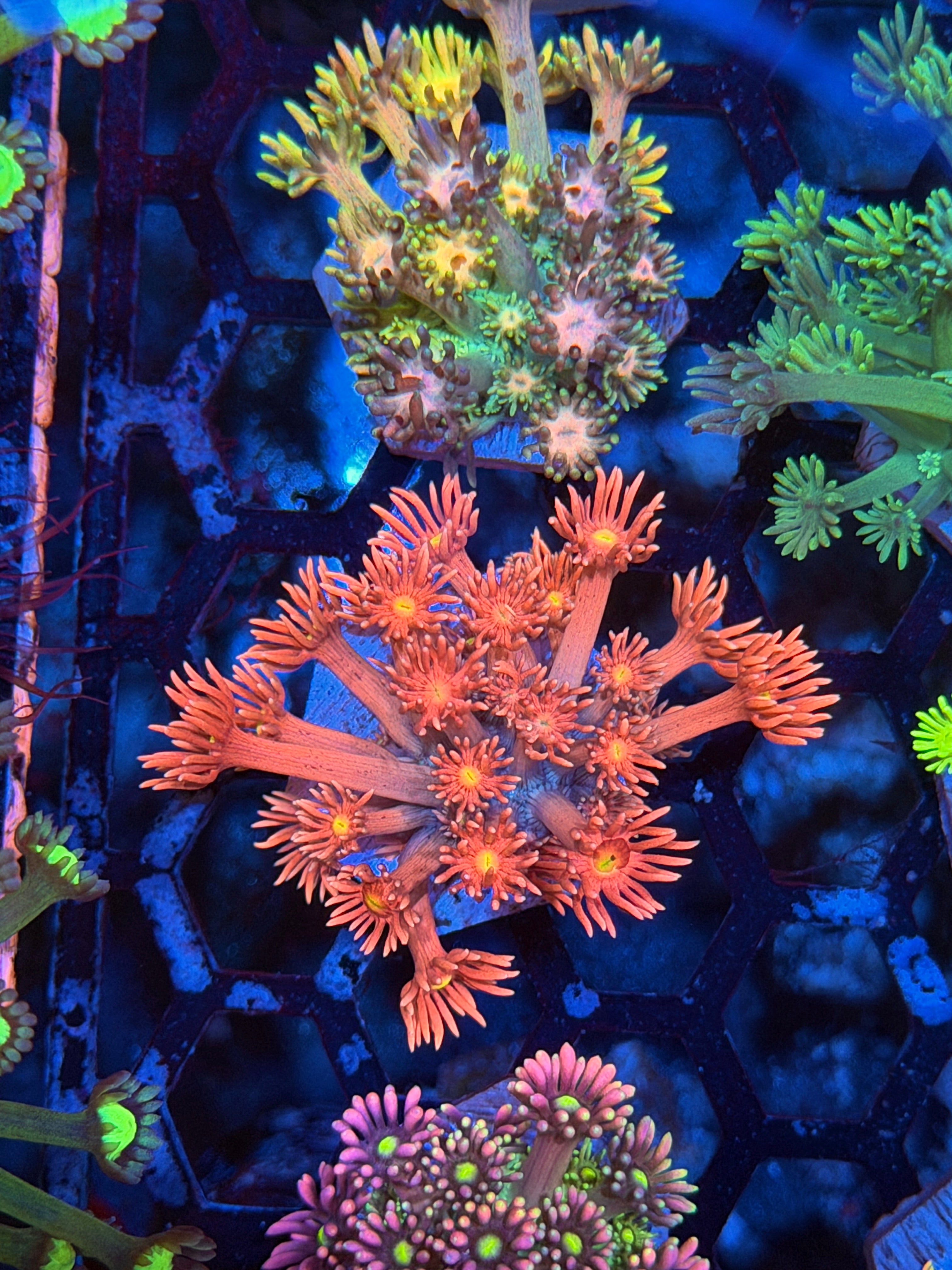 JEA Solar Flare Goniopora Coral 9/11