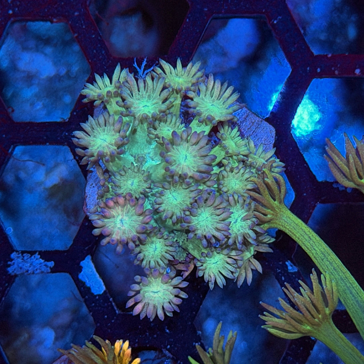 JEA Tutti Frutti Goniopora Coral 9/11