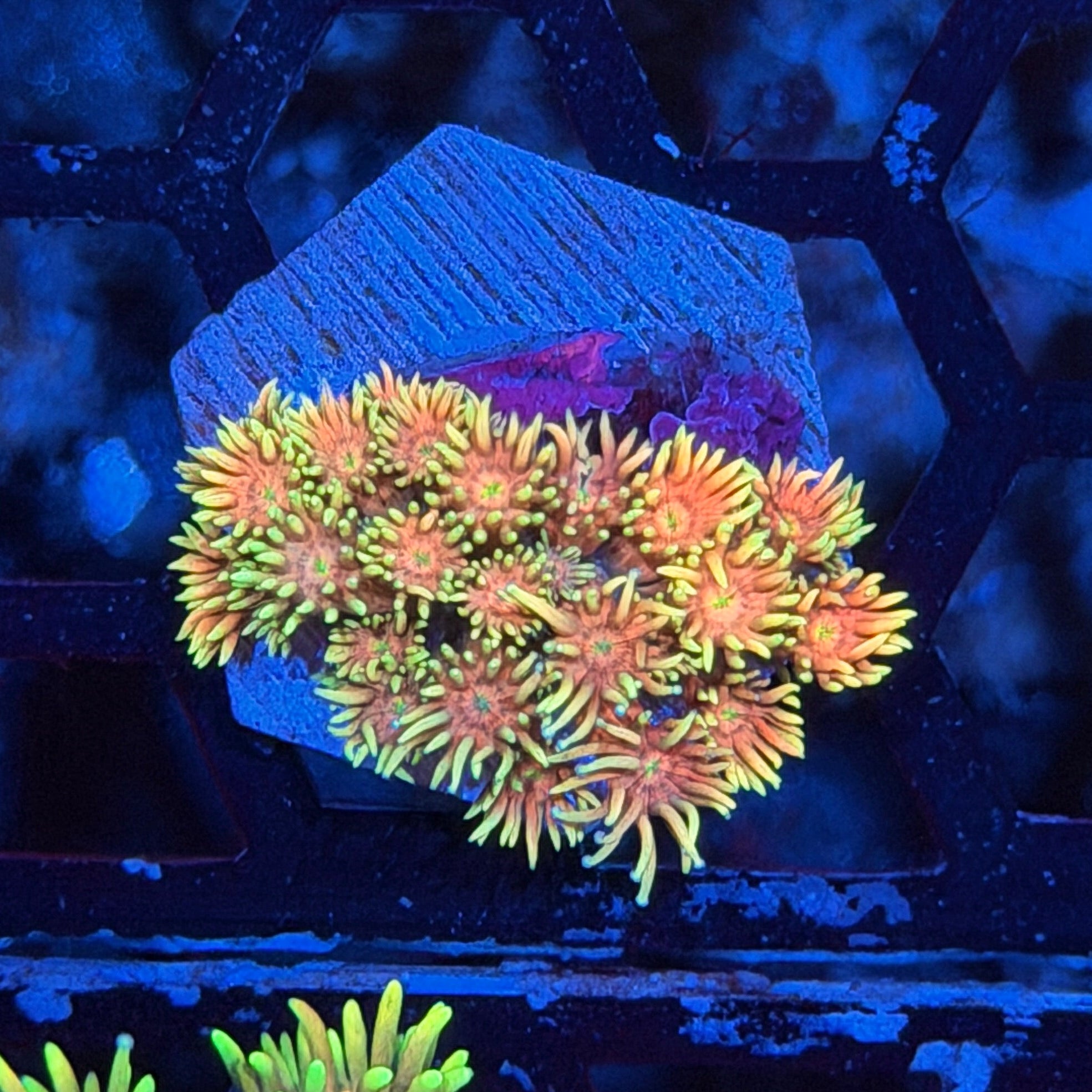 JEA Sunset Sherbet Goniopora Coral 9/11