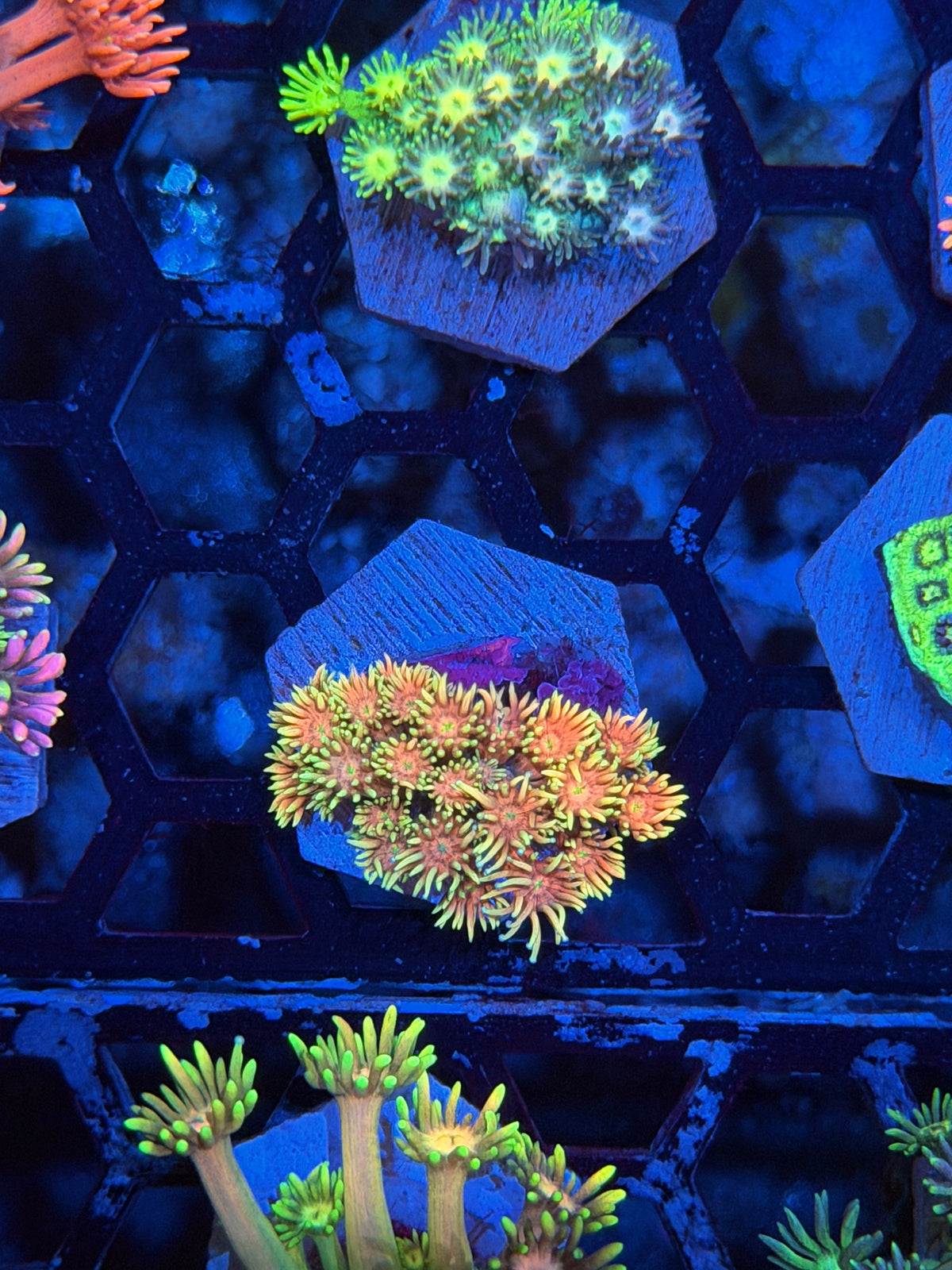 JEA Sunset Sherbet Goniopora Coral 9/11