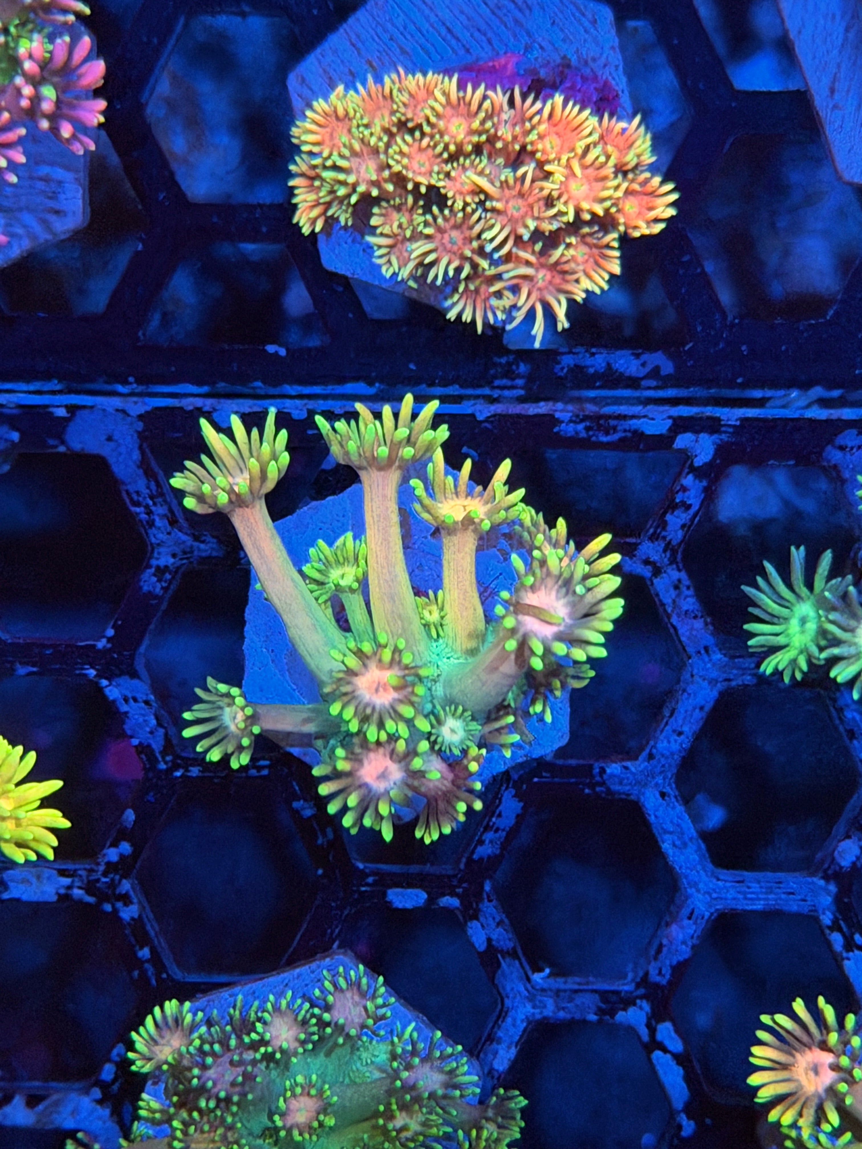 JEA Ray Gun Goniopora Coral New Release 9/11