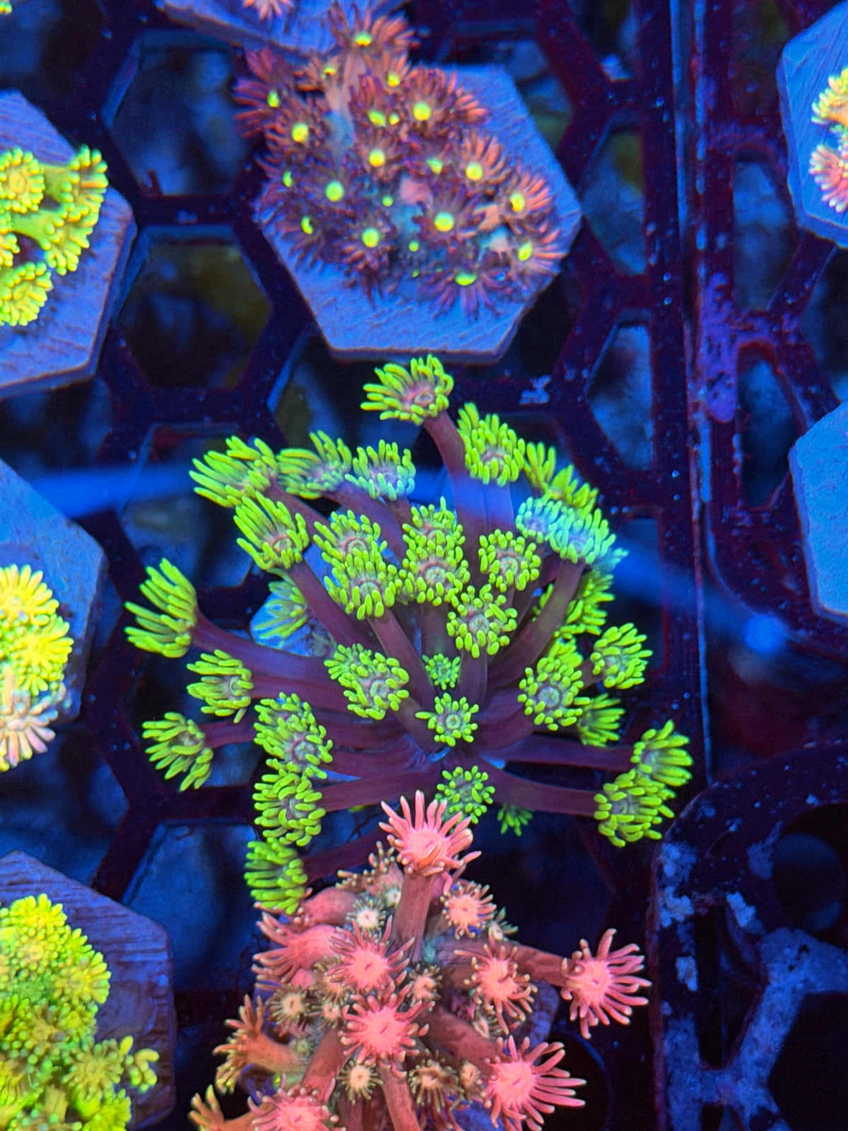 JEA Hollywood Nights Goniopora Coral 9/11