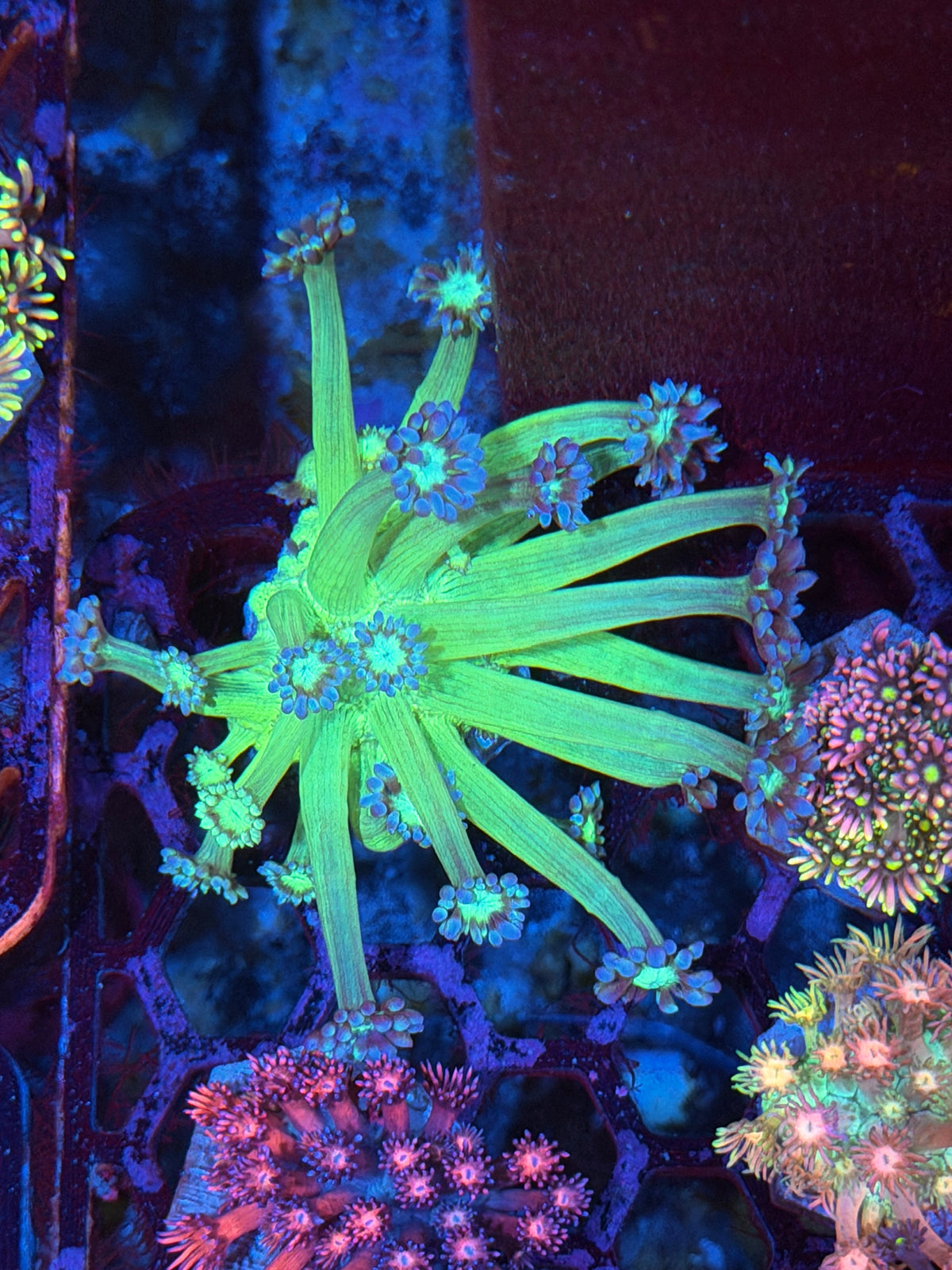 JEA Glo Stick Goniopora Coral 9/11