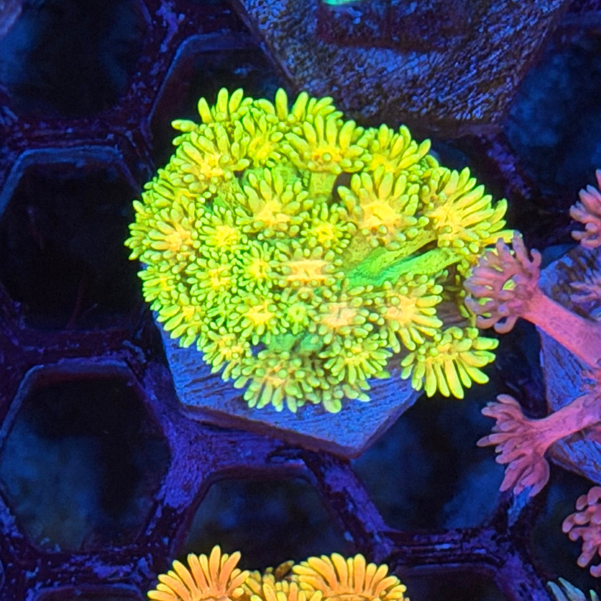 JEA Spongebob Goniopora Coral BRIGHT 9/11