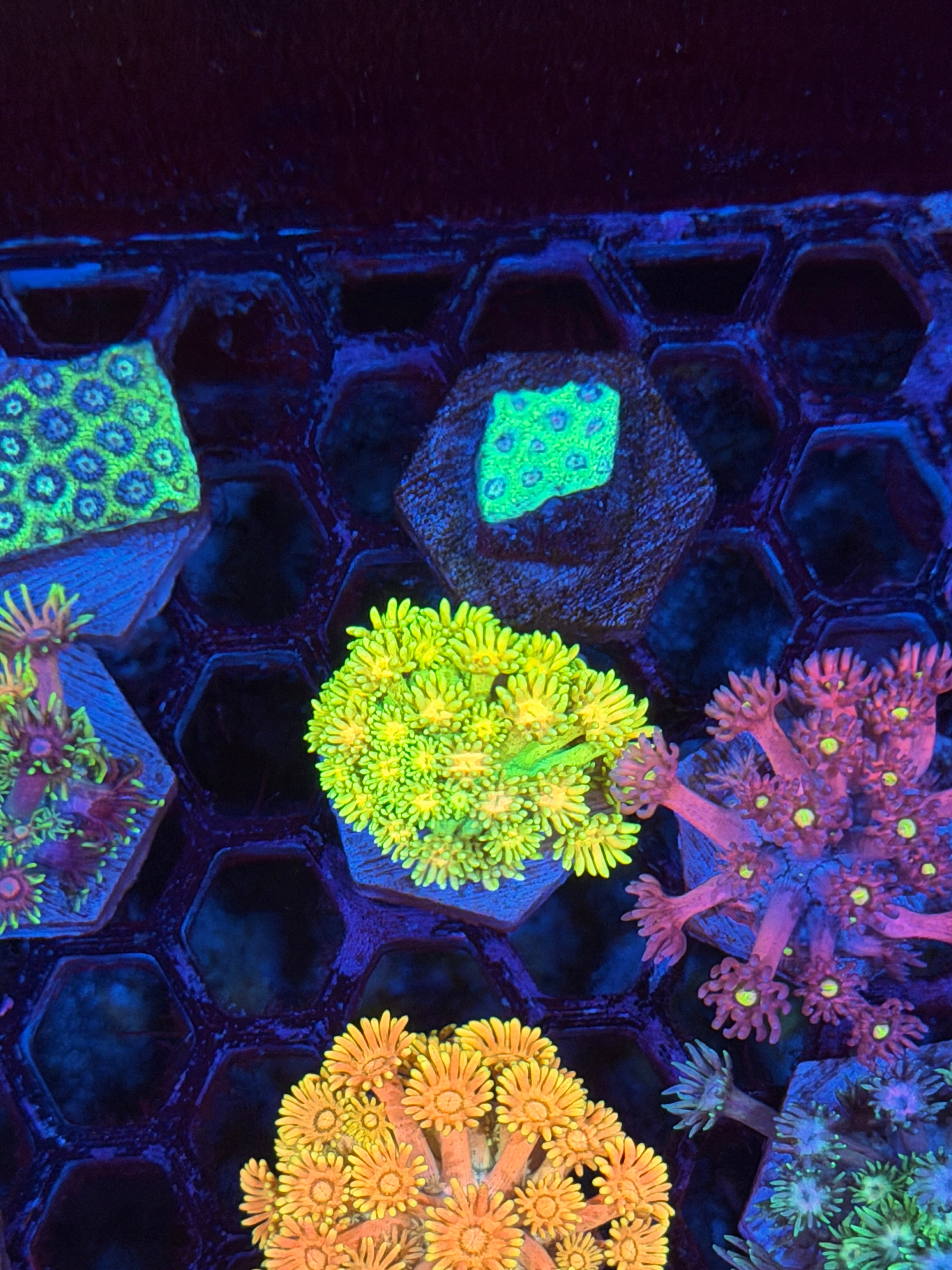JEA Spongebob Goniopora Coral BRIGHT 9/11