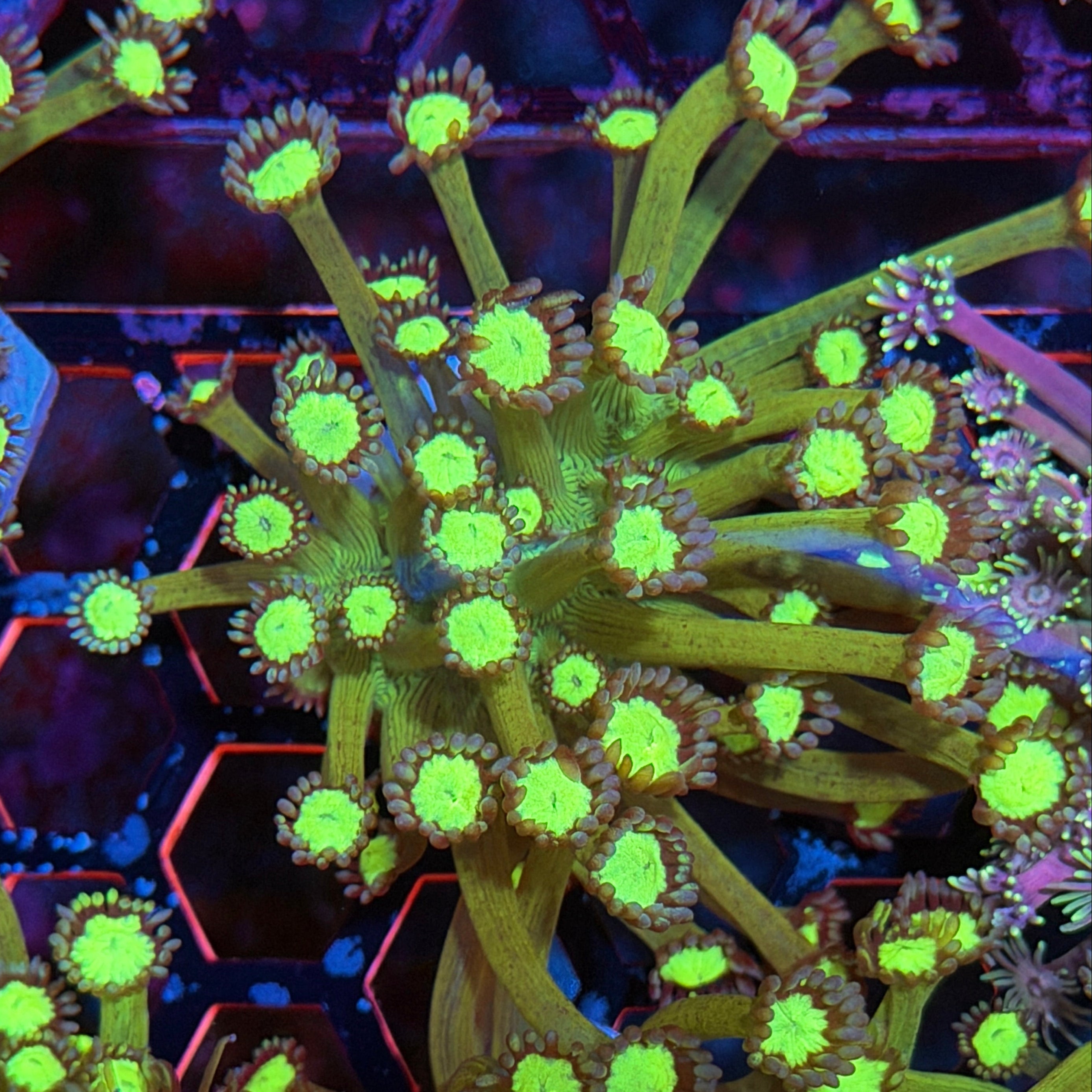 JEA Bioshock Goniopora Coral 9/11