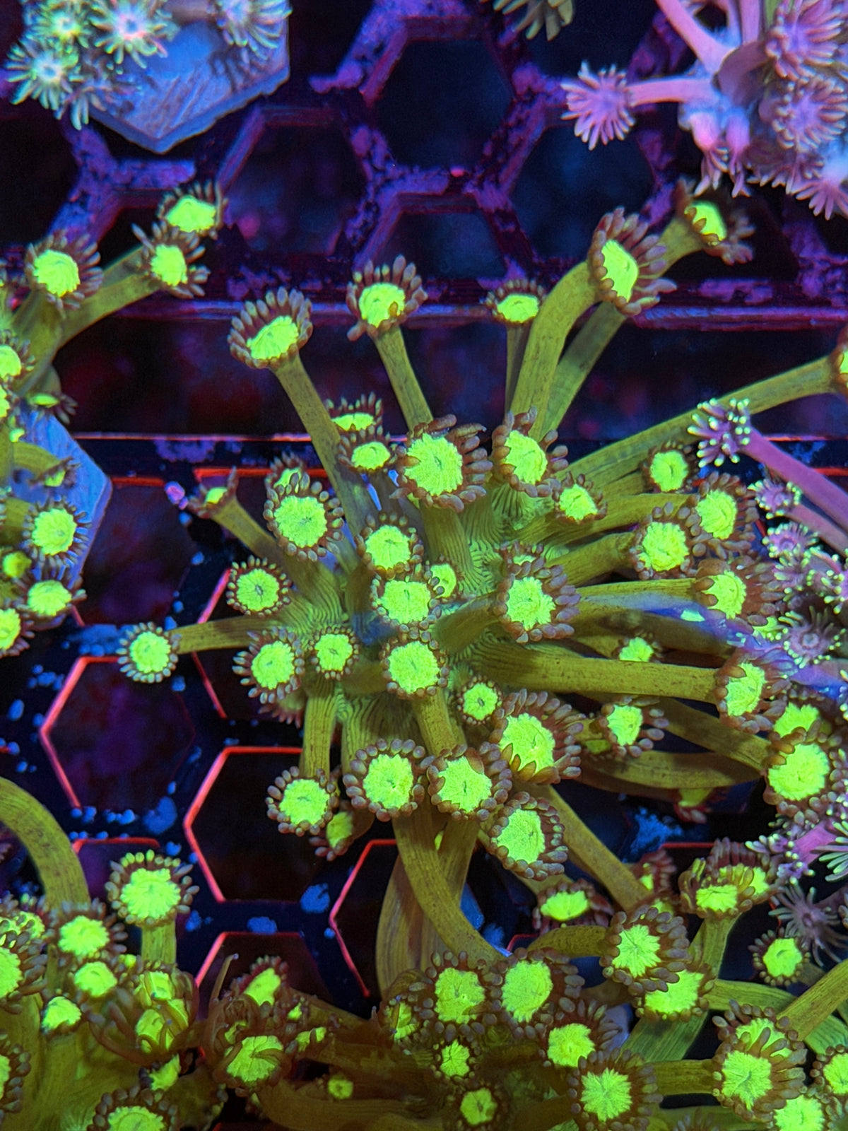 JEA Bioshock Goniopora Coral 9/11