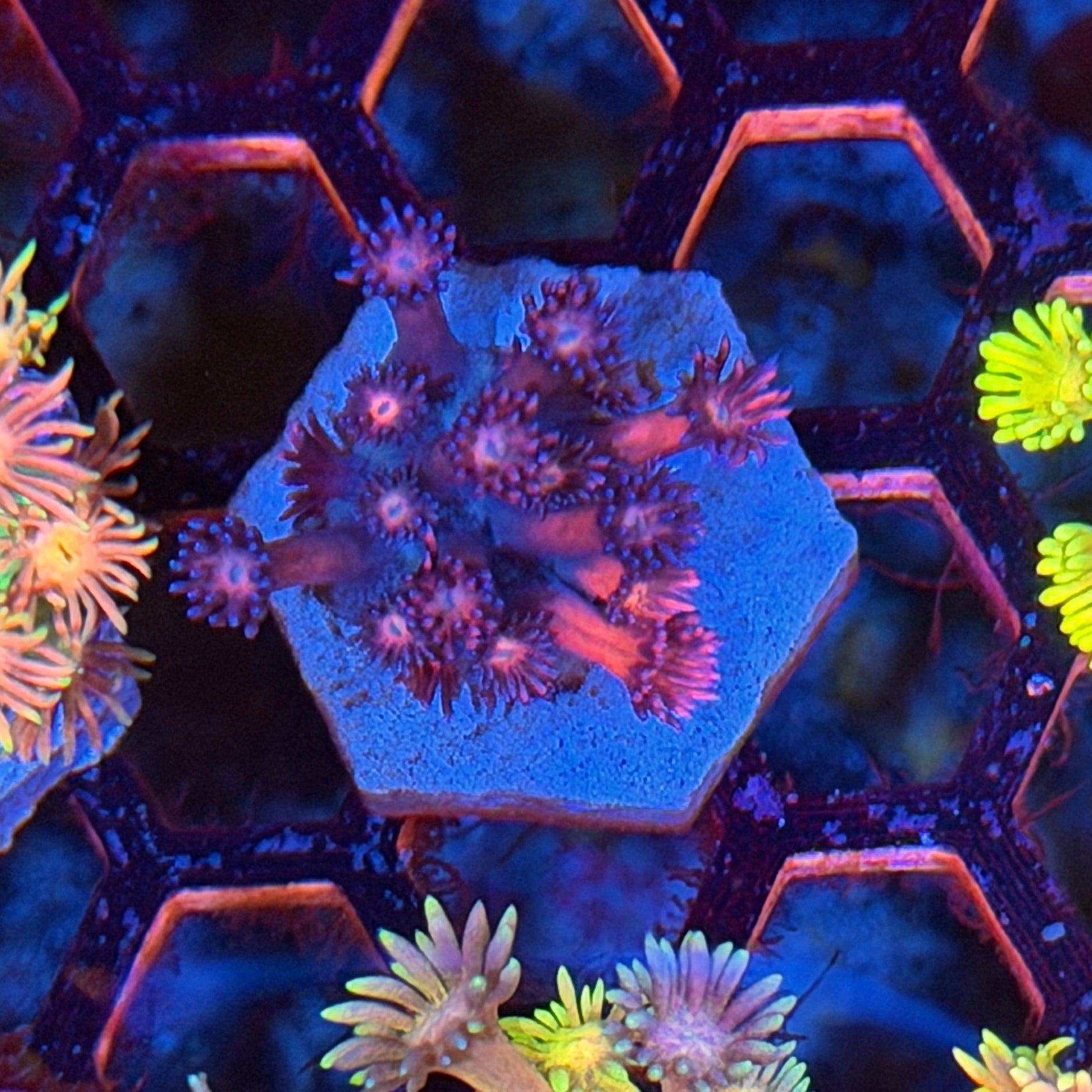 JEA Dynamite Goniopora Coral 9/11