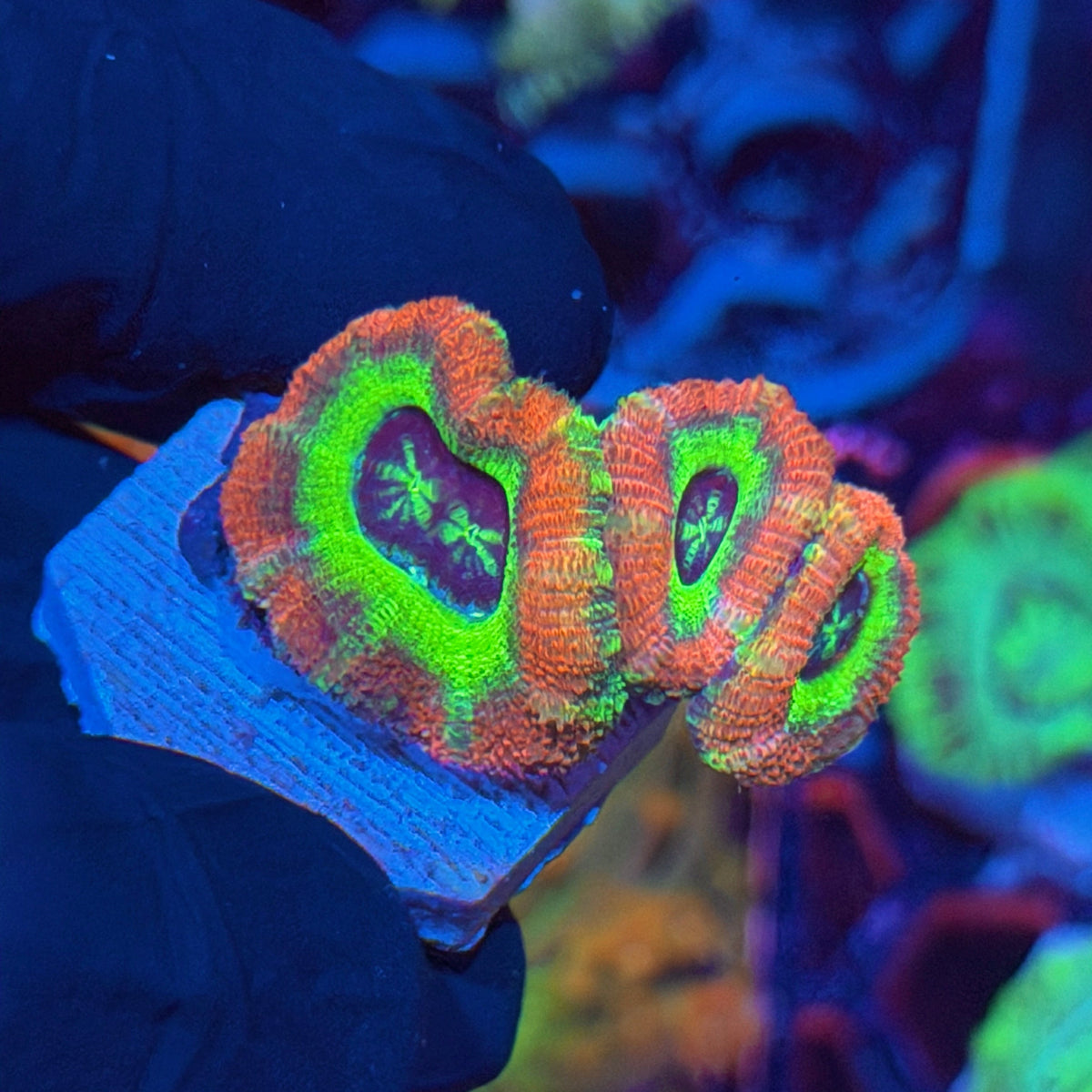 Jay's Exotic Corals