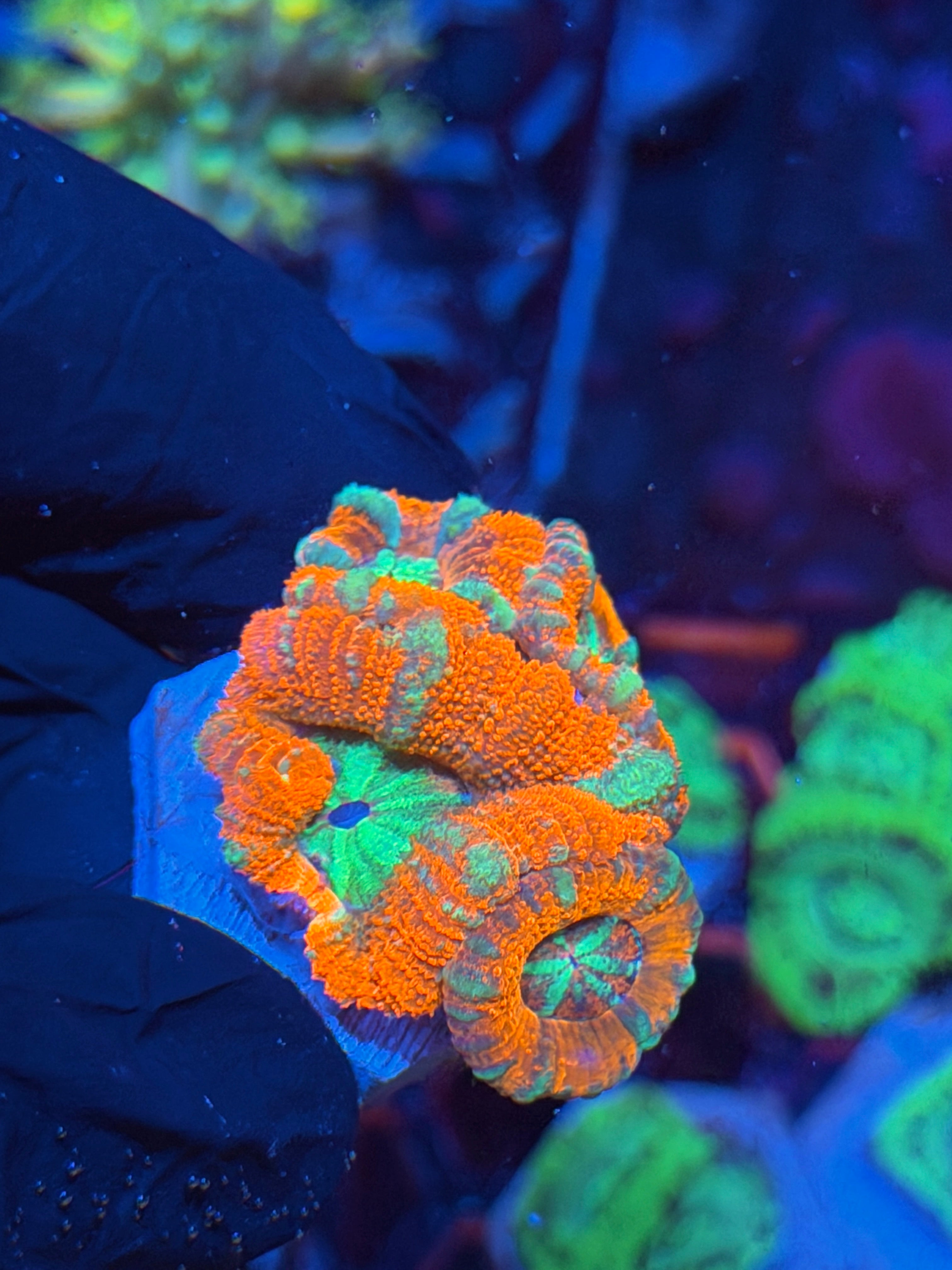 JEA Katana Acans Coral 4 Heads XL 9/11